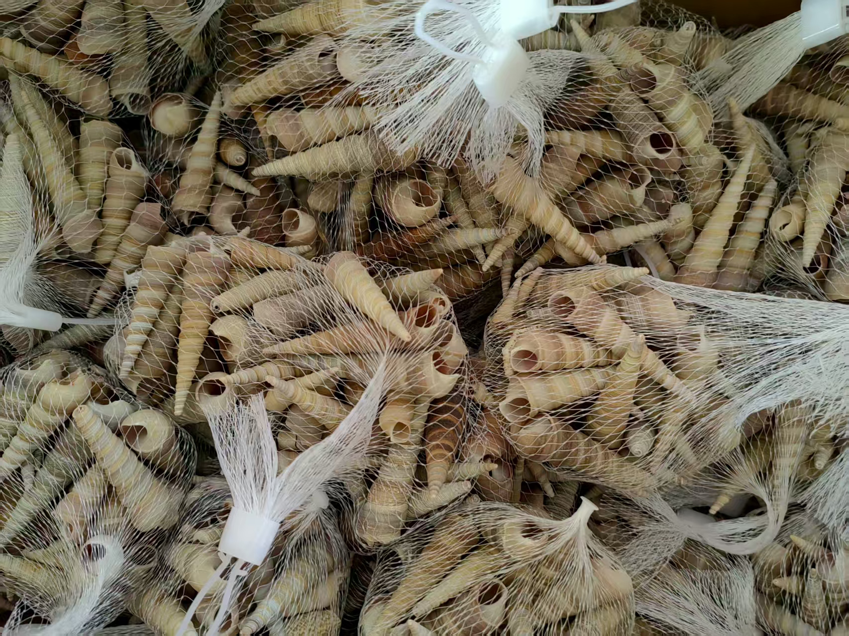 Snow shell manufacturer, natural Marine snow shell, white shell handicrafts raw materials, aquarium fish tank landscape accessories, spicy snail manufacturer, natural shells, sea snails, wall and floor platform, wedding decoration, fish tank landscape, home ornaments, lion shells, shell shells Specification image