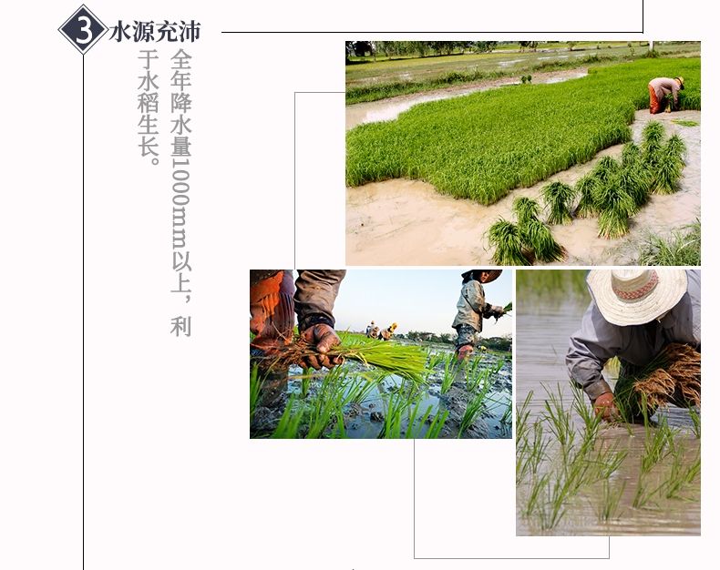 包邮批发！进口大米金怡泰国黑莓果米/真空1kg优质香米百货详情6