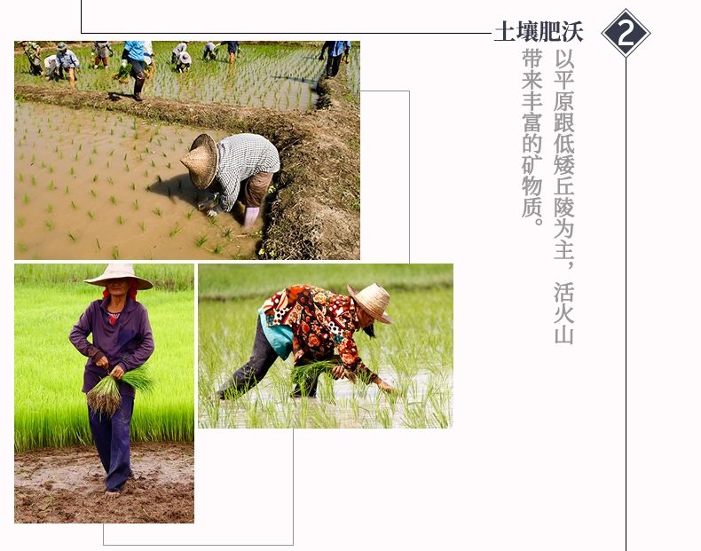 包邮批发！进口大米金怡泰国黑莓果米/真空1kg优质香米百货详情5