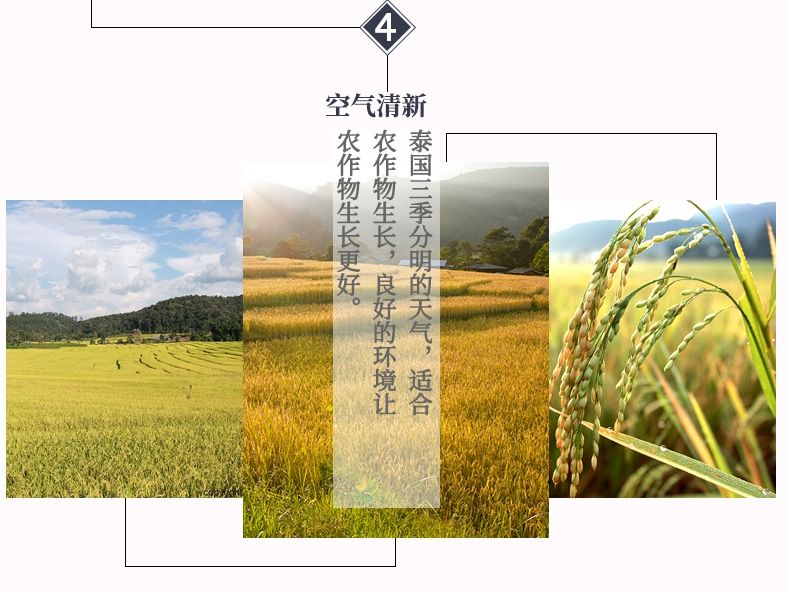 包邮批发！进口大米金怡泰国黑莓果米/真空1kg优质香米百货详情7