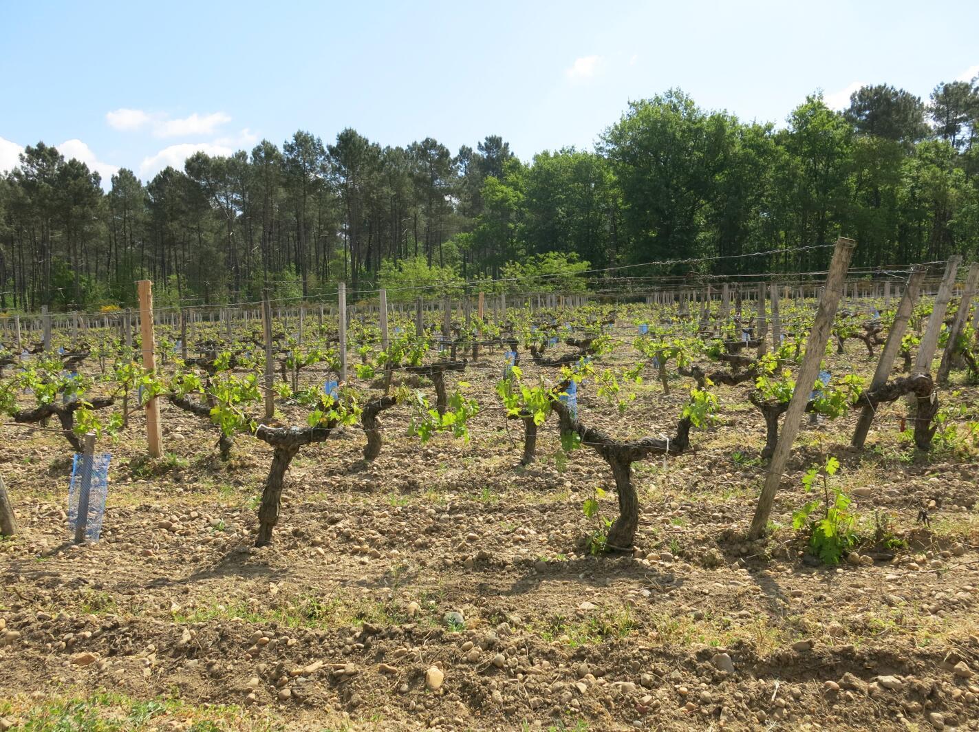 Free shipping! Chateau Garde, Graf region, France, 750ml 2016, 14%vol Application Scenario