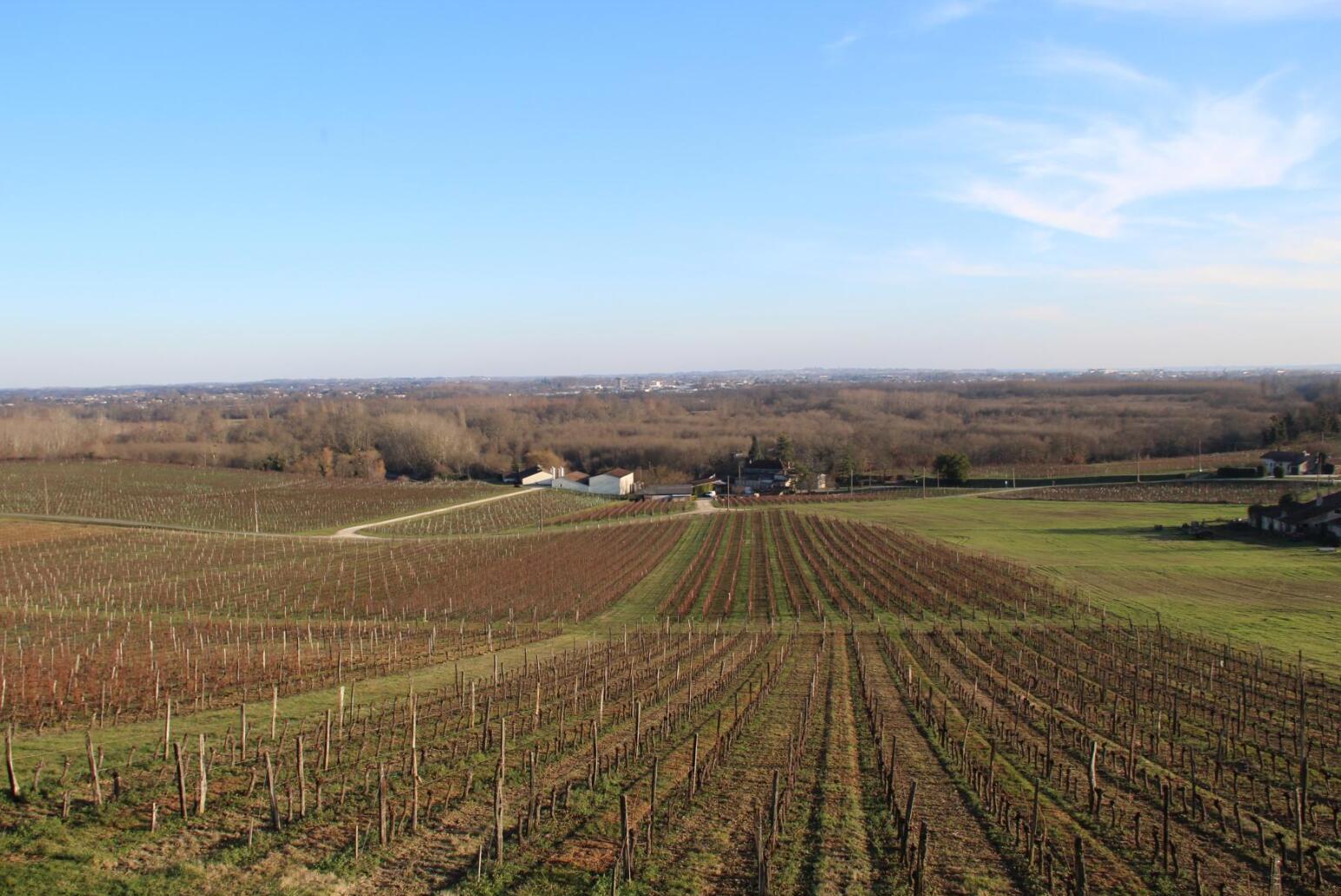 Free shipping! Chateau Dibano Dry Red Wine from Fronsac, France, 750ml, 2019, 14%vol pic 4