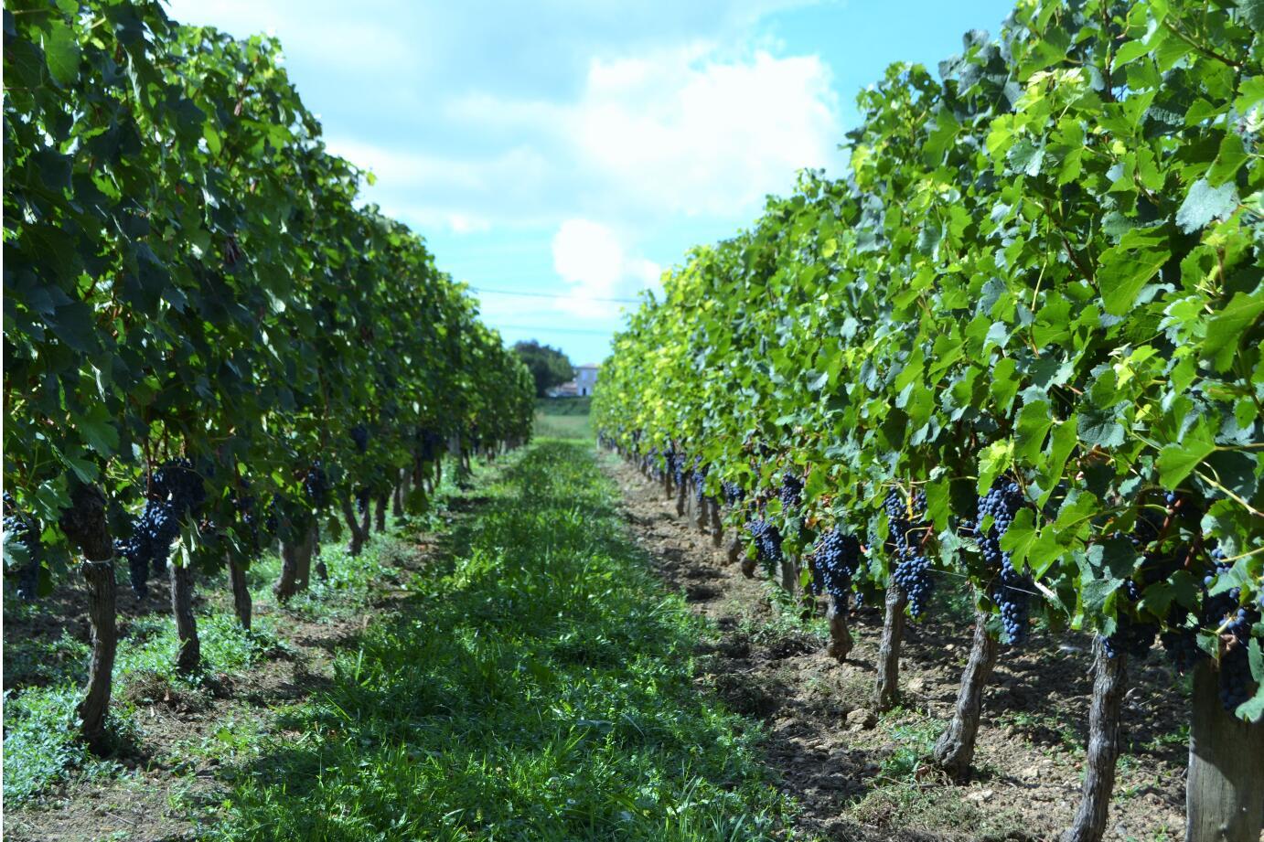 Free shipping! Chateau Dibano Dry Red Wine from Fronsac, France, 750ml, 2018, 14%vol details Picture