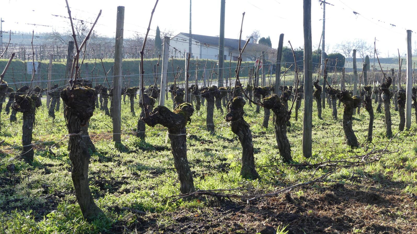 Free shipping! Chateau Dibano Dry Red Wine from Fronsac, France, 750ml, 2018, 14%vol Item Picture