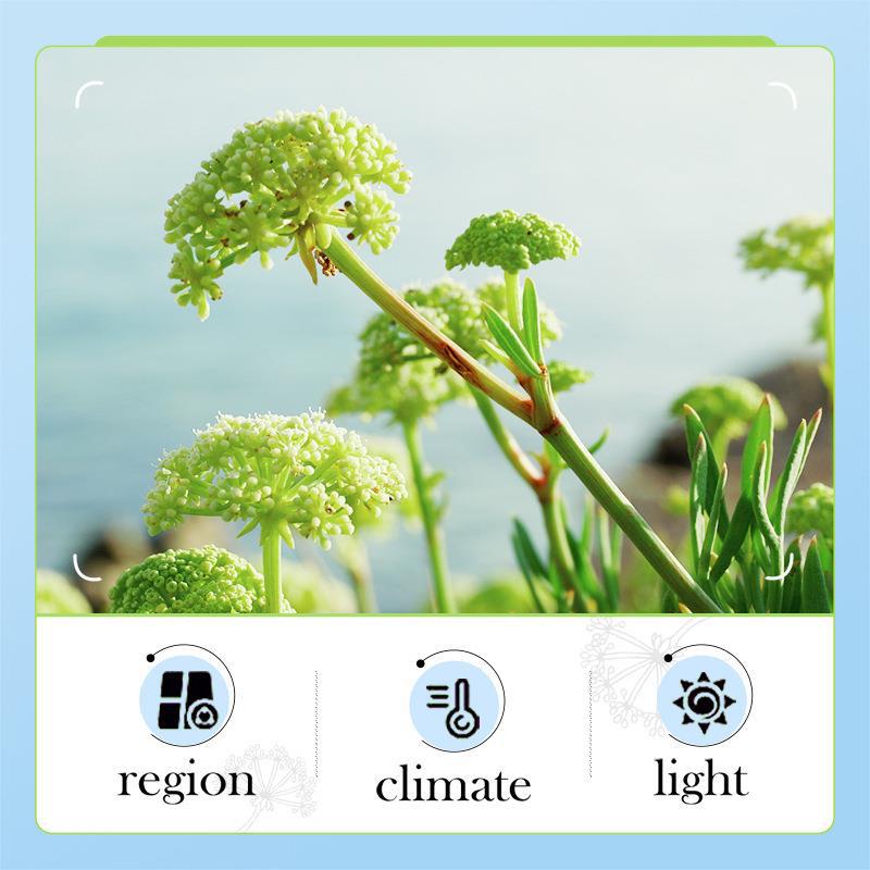 All-english BIOAOUA Sea fennel Hyaluronic Acid Anti-Wrinkle Facial cleanser Cross-border wholesale Item Picture
