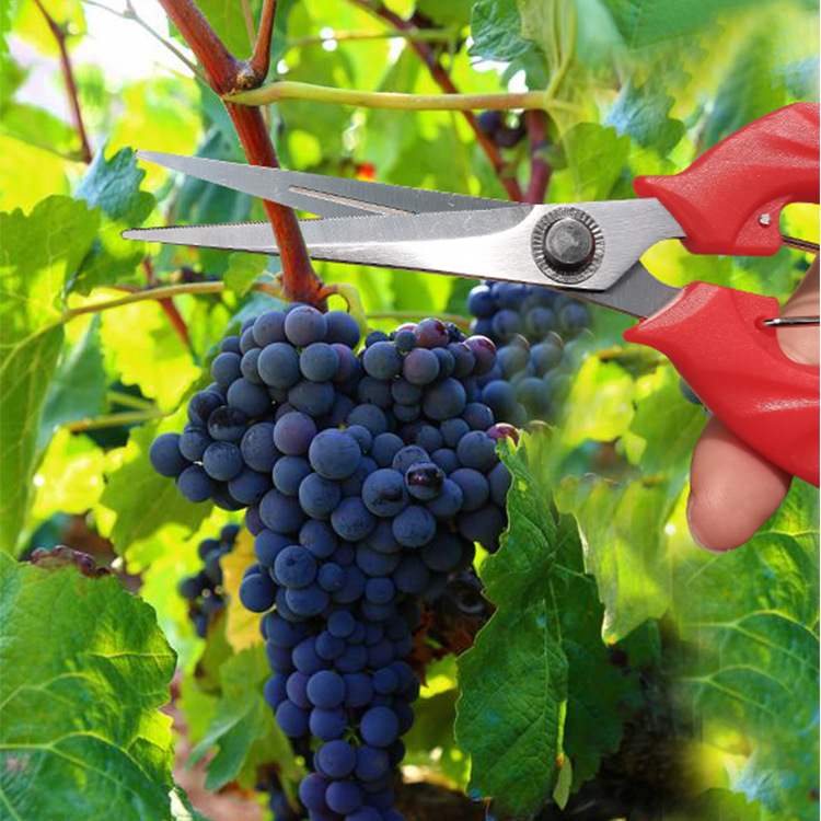 Factory direct sales, wholesale of multi-functional stainless steel pruning shears, grape shears, fruit and vegetable picking shears, flower art and rare fruit shears details Picture