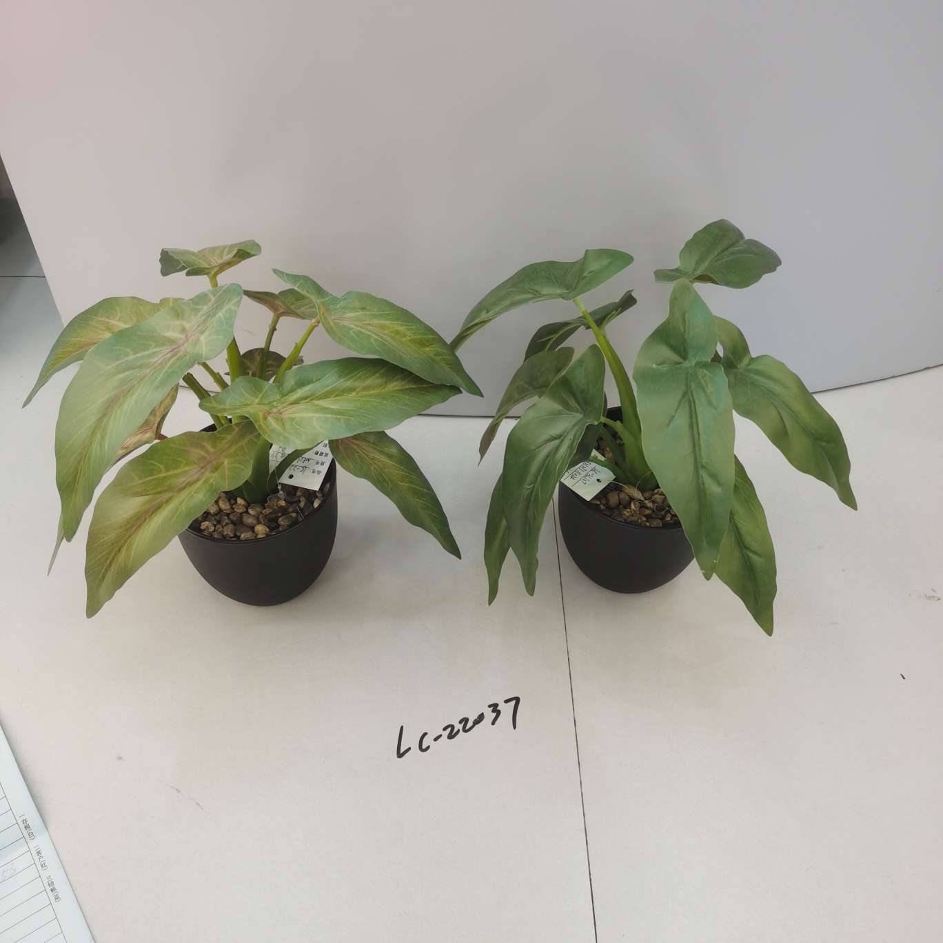 Bonsai and flower slices are used for home and hotel decoration