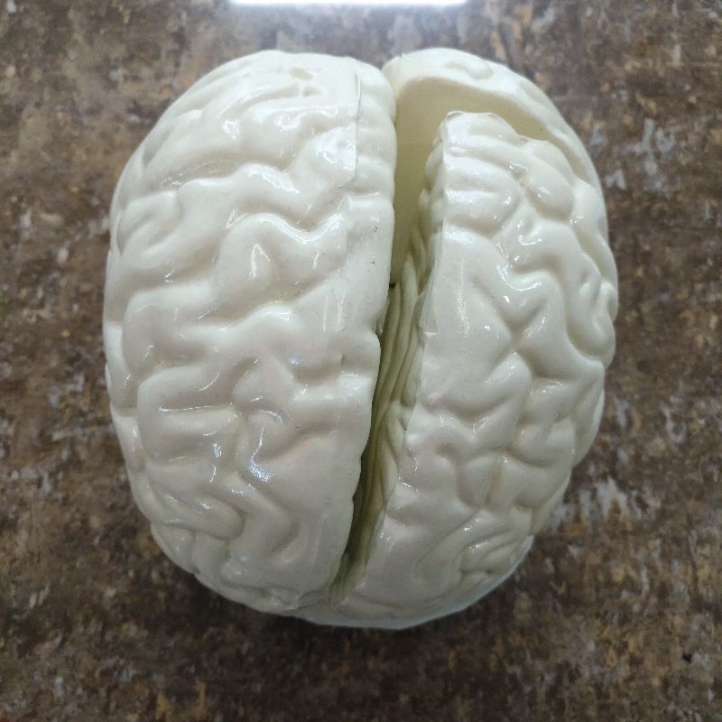 大脑 模型教科 仪  器33