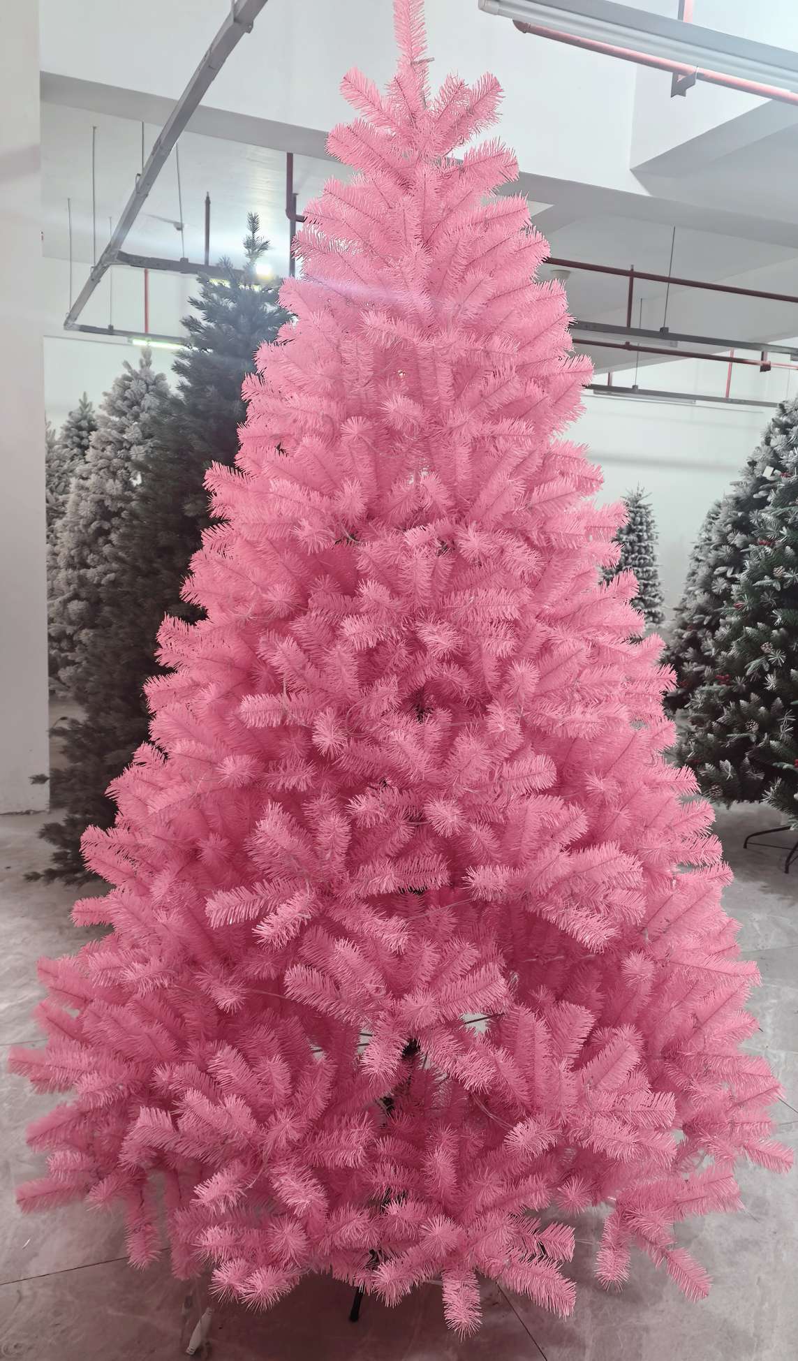 Pink common tree Specification image