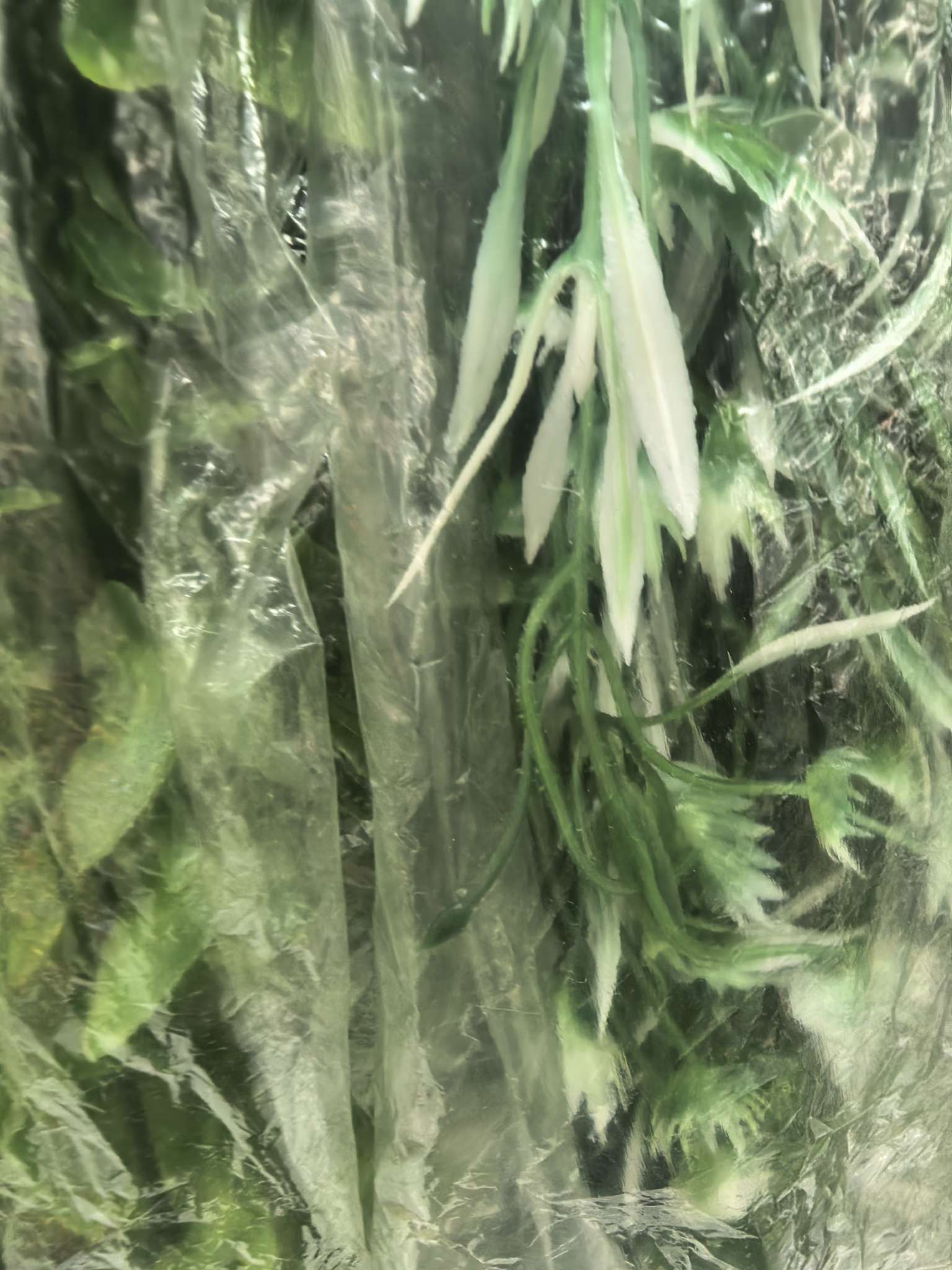 仿真工艺品蝴蝶兰花瓣干花摆设仿真花束礼品装饰仿真花剑兰工艺品