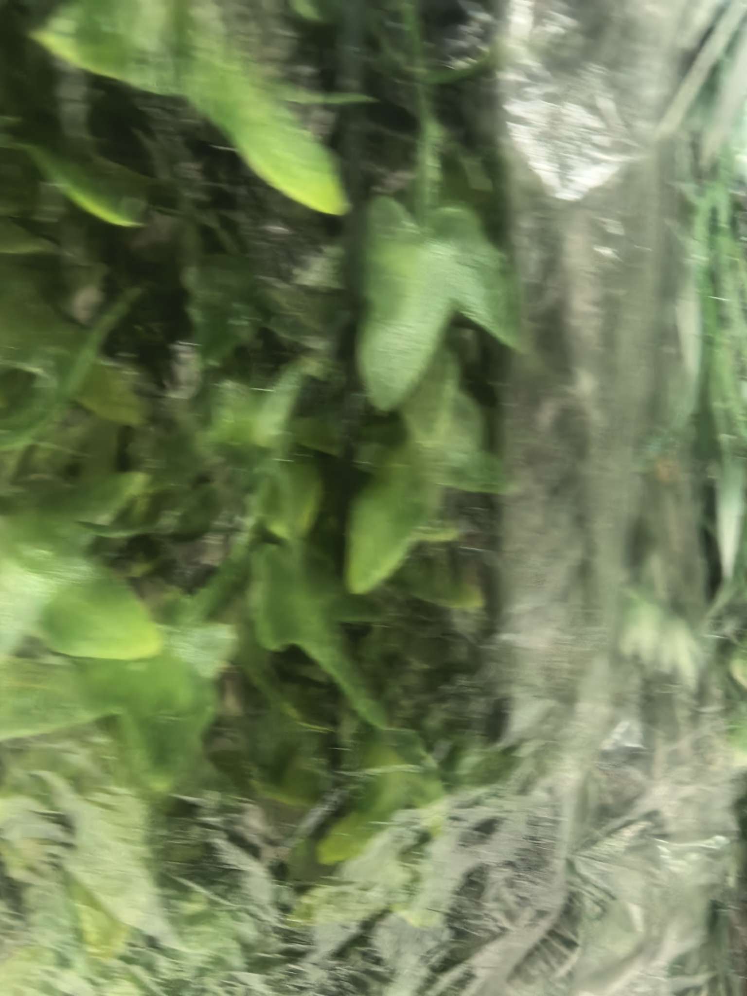 办公文化仿真园艺桃花假树蝴蝶兰仿真花剑兰盆栽装饰品