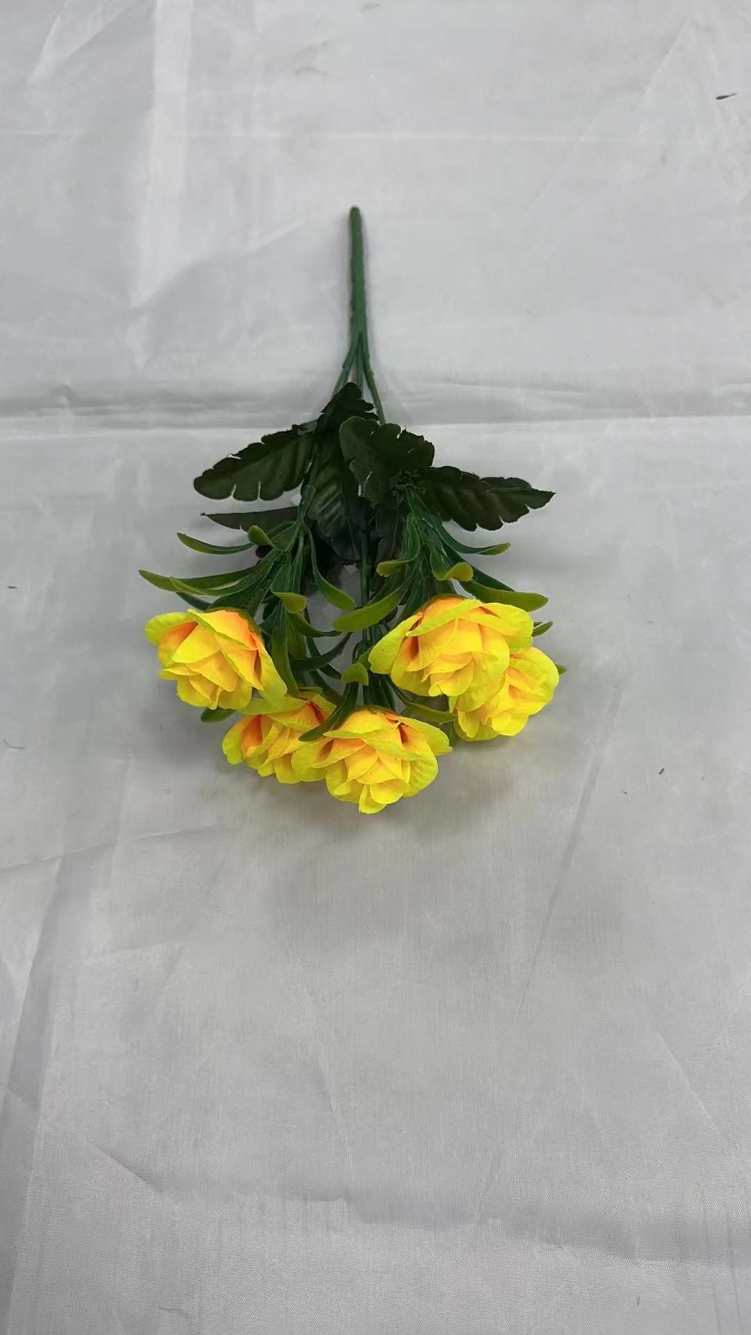 蕨类植物实物图