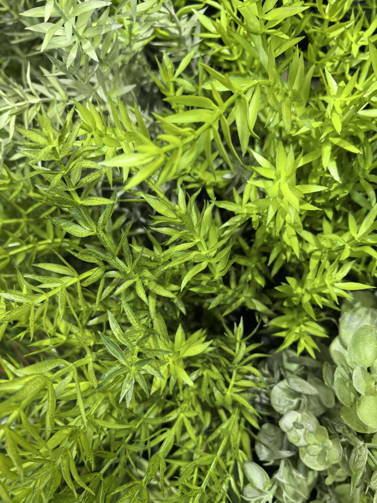 办公仿真植物文化园艺仿真剑兰蝴蝶兰荷叶蔷薇藤条竹子装饰摆件细节图