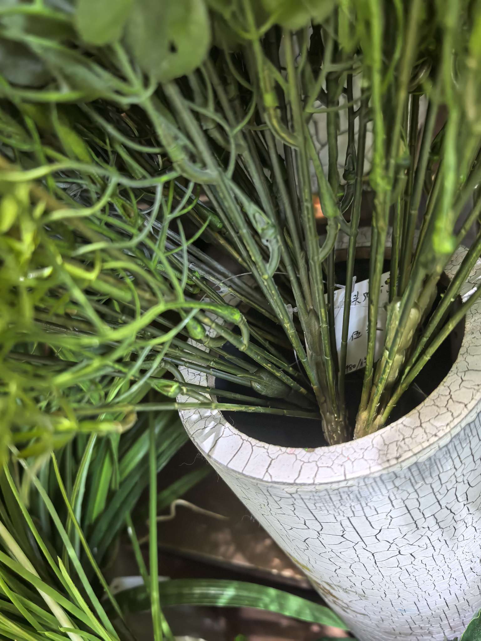 仿真植物实物图