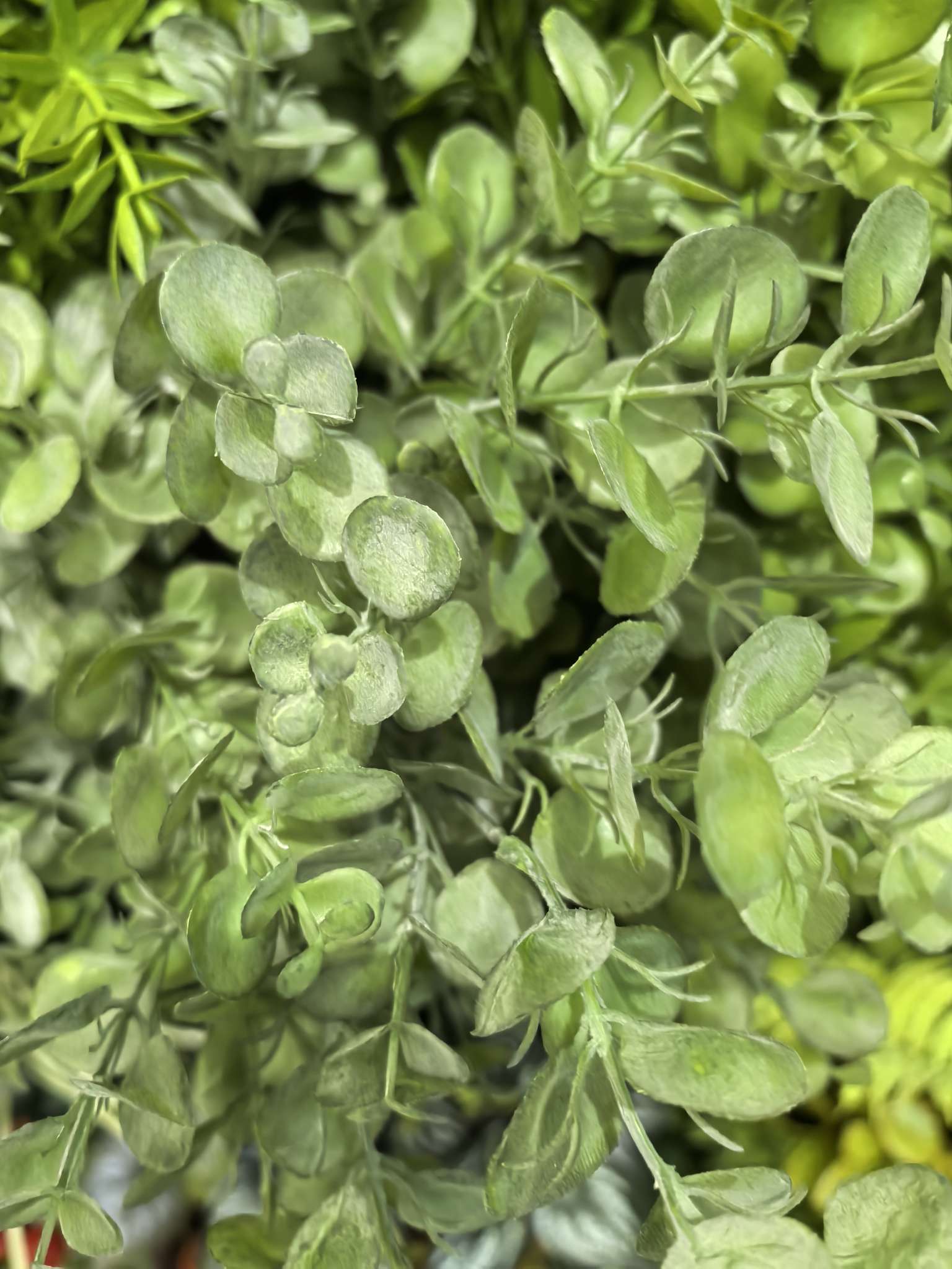 办公仿真植物文化园艺仿真剑兰蝴蝶兰荷叶蔷薇藤条竹子装饰摆件产品图