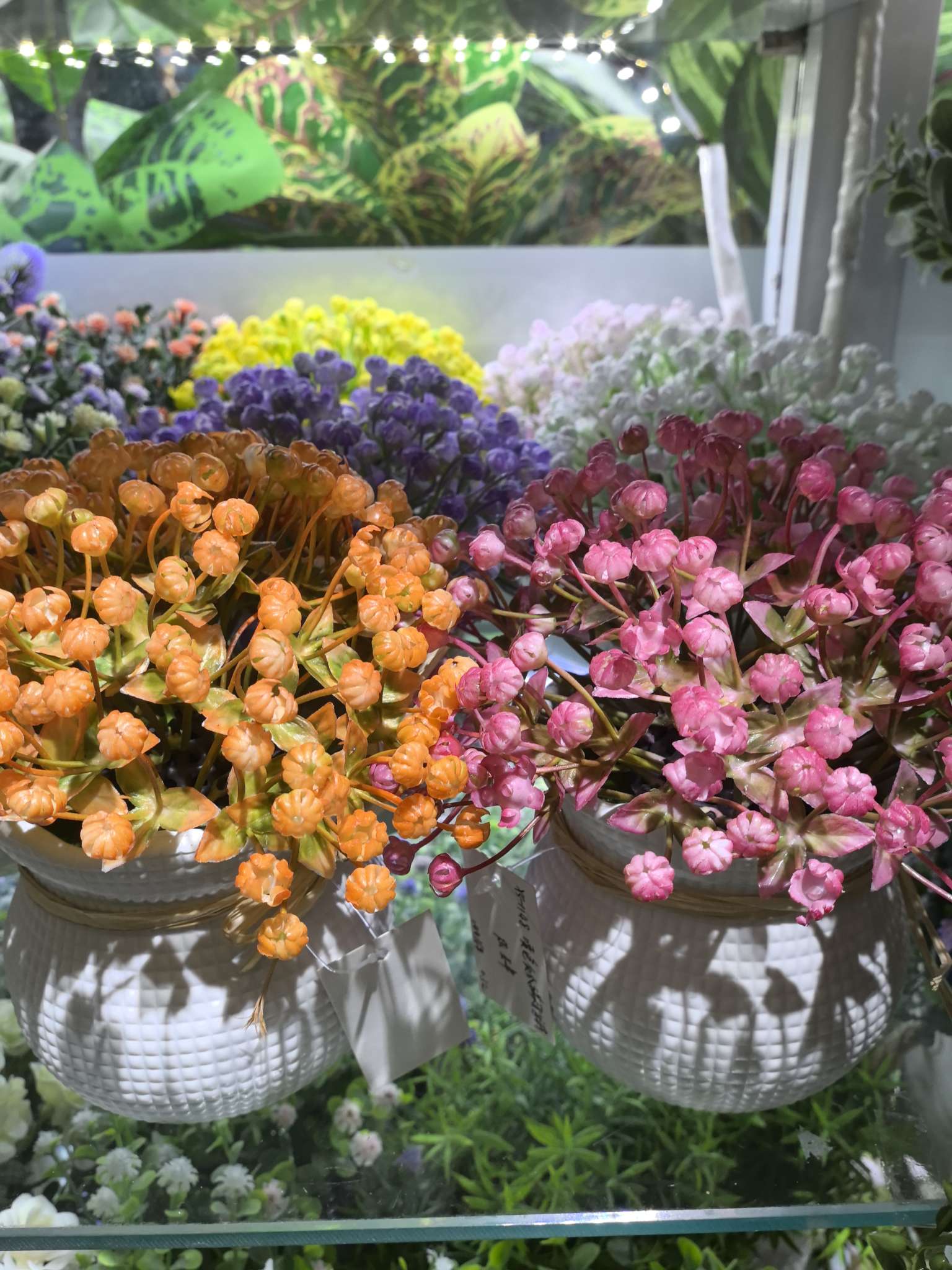 花卉盆栽多肉植物綠植室內辦公室客廳裝飾花卉綠植盆景養護植物