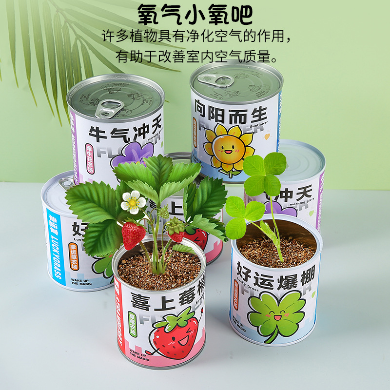 Children's planting of canned potted green plants, blind boxes, kindergarten primary school students, plant growth observation, sprouting seeds details Picture