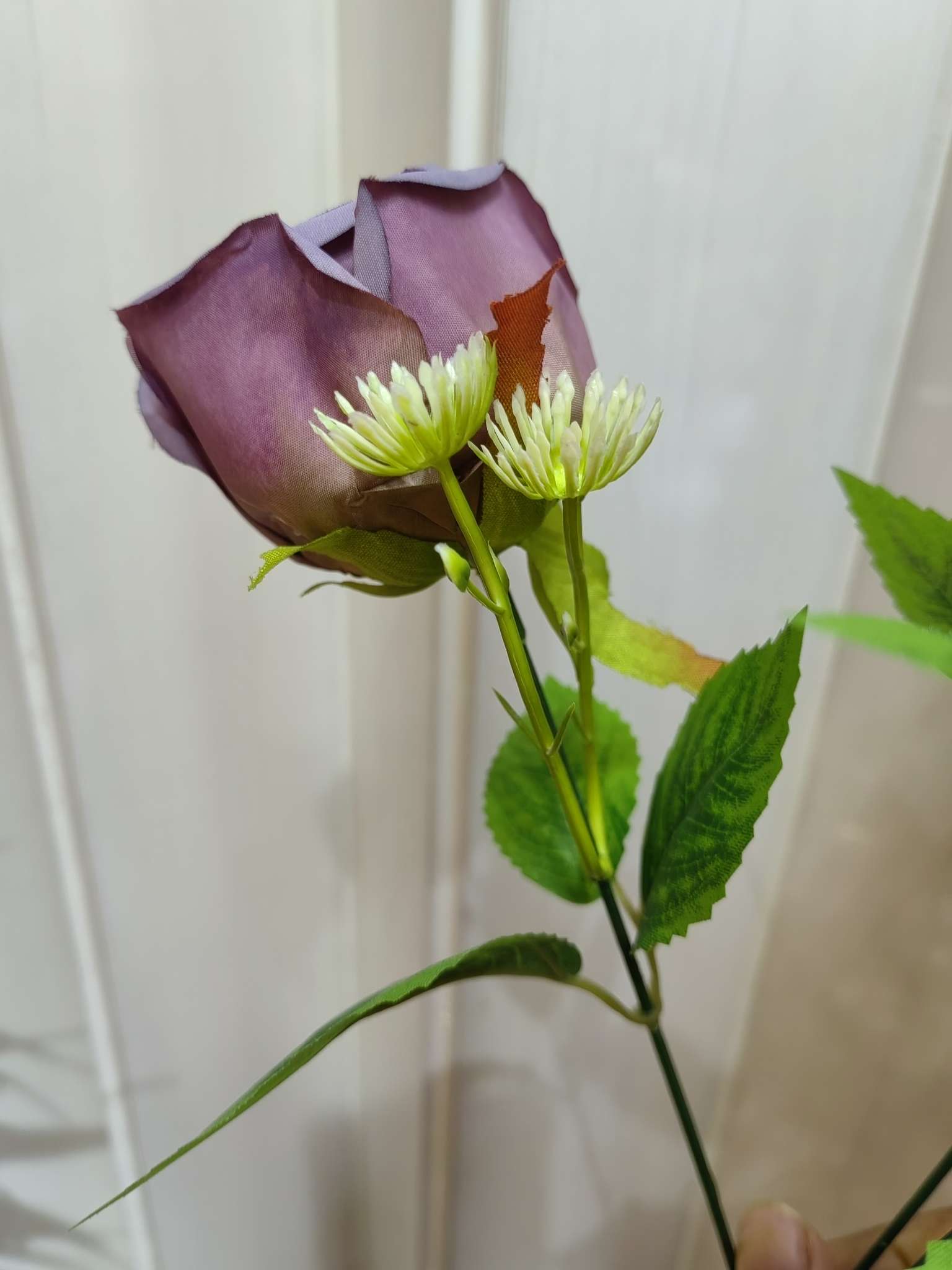 الورود ذات الحواف تشبه الورود detail image 4