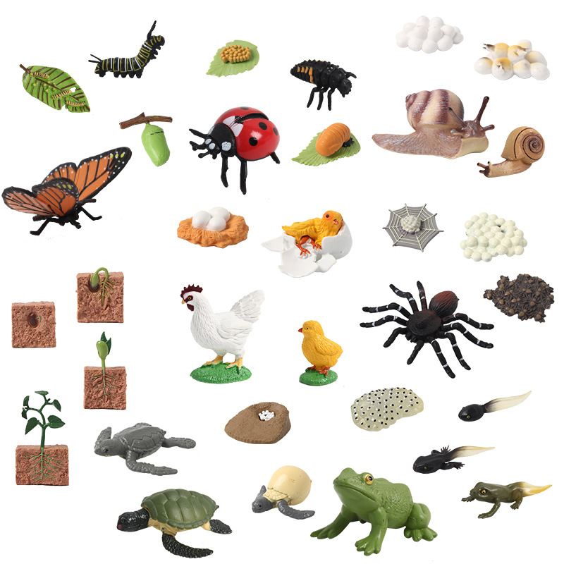 Wholesale of Montessori teaching AIDS, figurines and ornaments featuring simulated animal models, insects, roosters, butterflies, turtles, frogs, growth cycles Item Picture