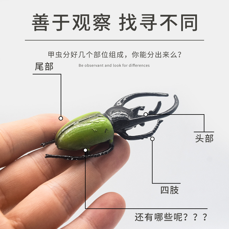 Carefully selected creative mini beetle model decoration new children's fun small toy set, realistic insect ornaments Specification drawing