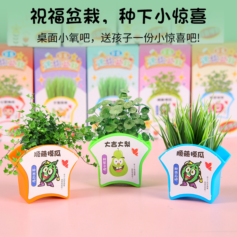 Green plants, small potted plants, children's homework, diy mini planting, scientific experiment, little flower farmer, flower seed gift blind box Application Scenario