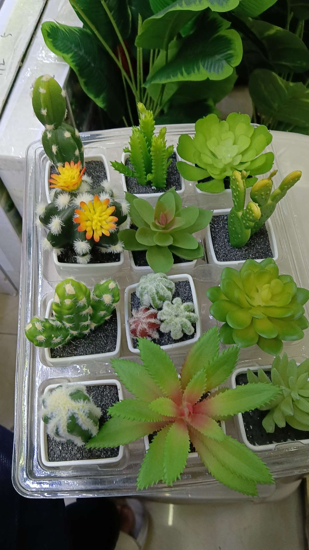 小四方多肉盆景