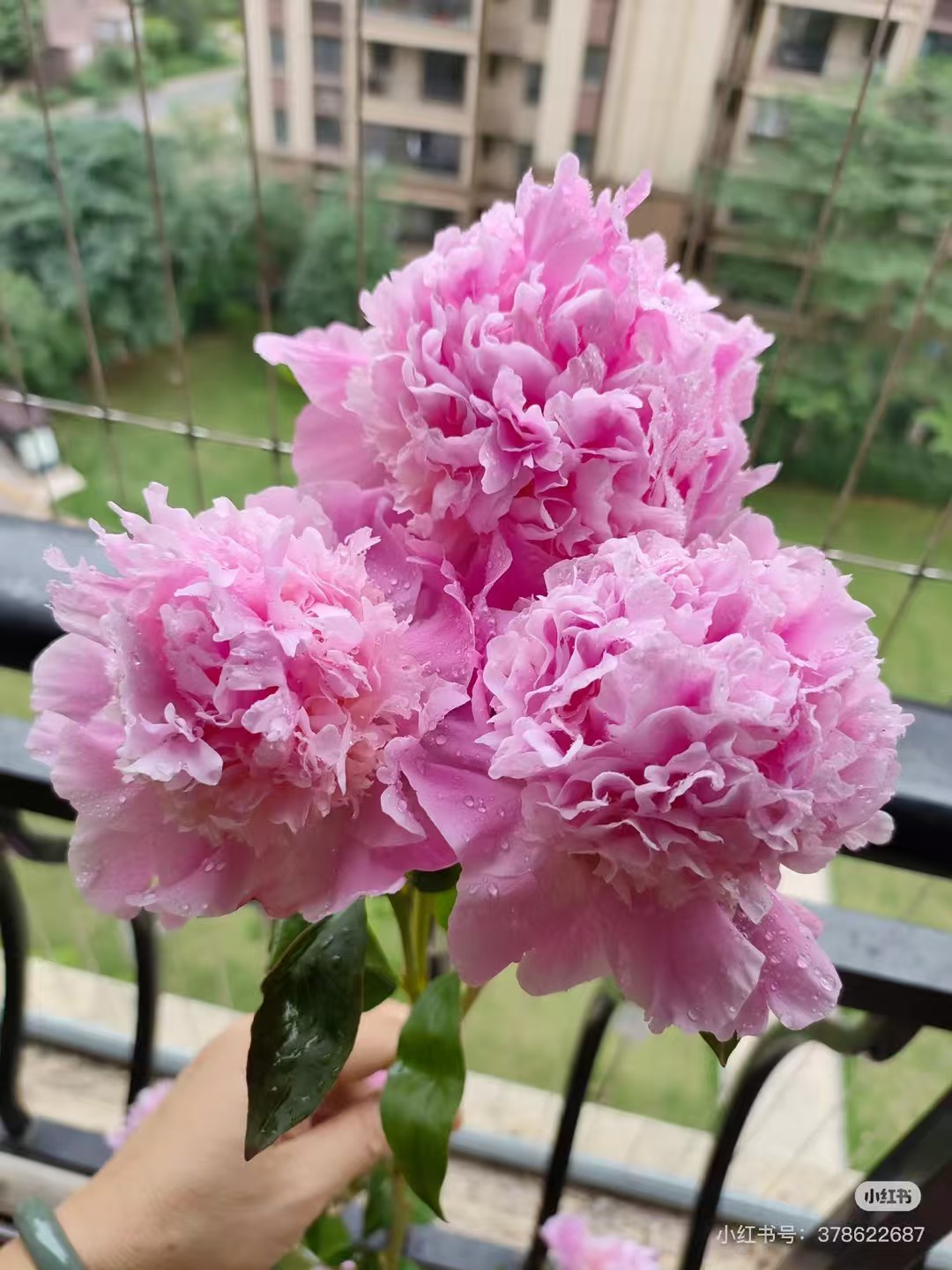 仿真工艺品蝴蝶兰花瓣干花摆设礼品地瓜叶仿真花艺装饰品高档三头牡丹仿真花