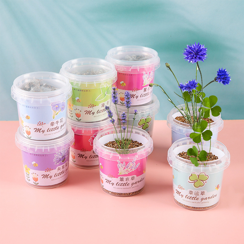 Children grow small potted sunflowers, sunflowers, strawberry flowers, seeds, plant growth observation, and vegetable seeds Specification drawing