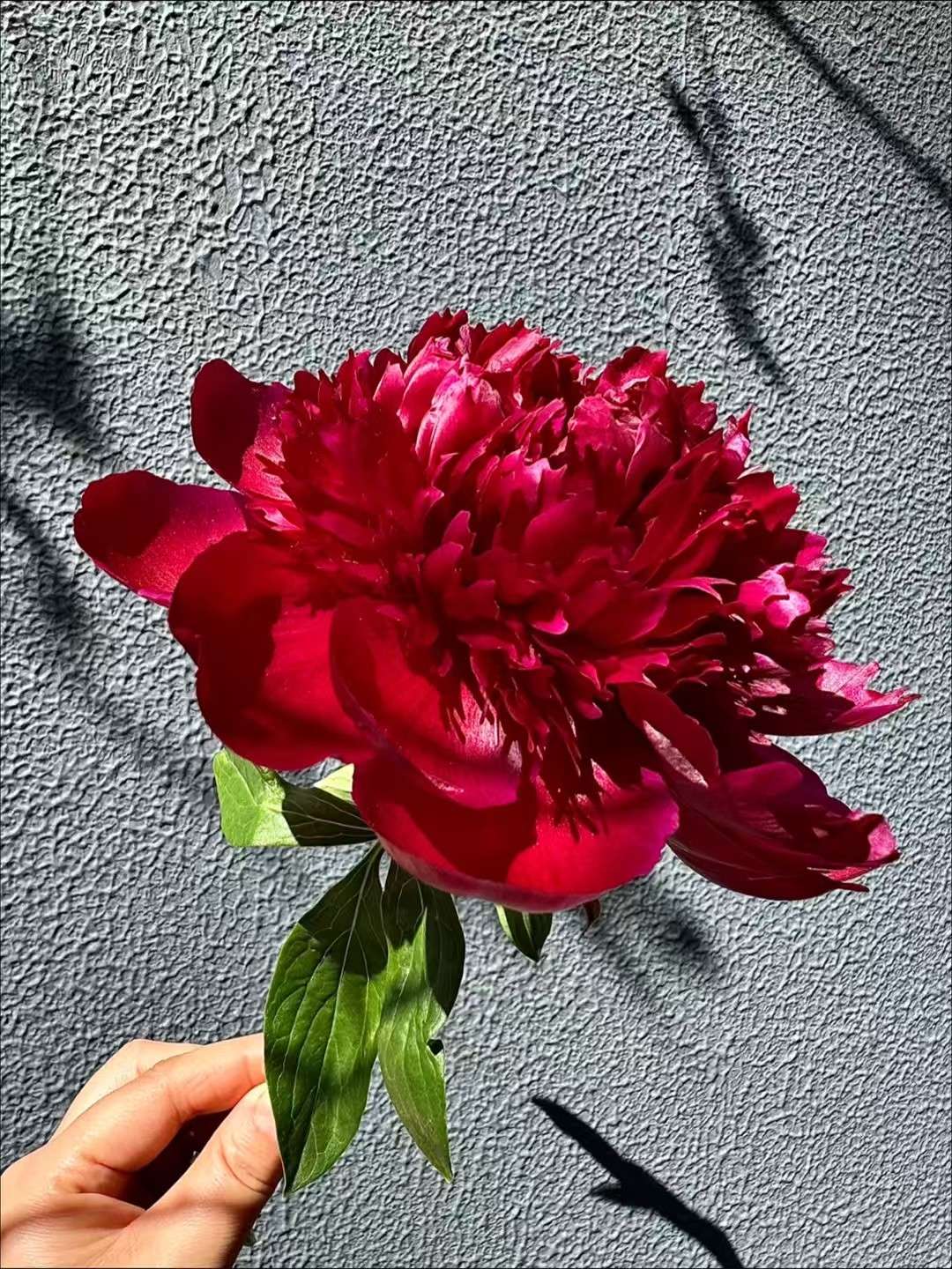 仿真工艺品蝴蝶兰花瓣干花摆设礼品地瓜叶仿真花艺装饰品仿真花批发牡丹适合婚庆橱窗装饰