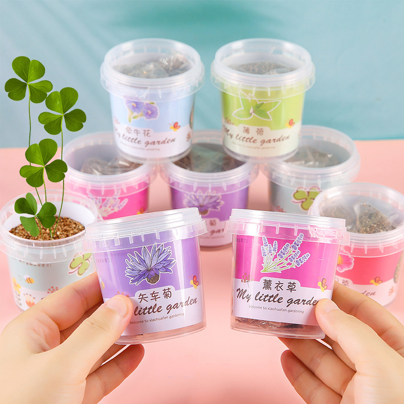 Children grow small potted sunflowers, sunflowers, strawberry flowers, seeds, plant growth observation, and vegetable seeds details Picture