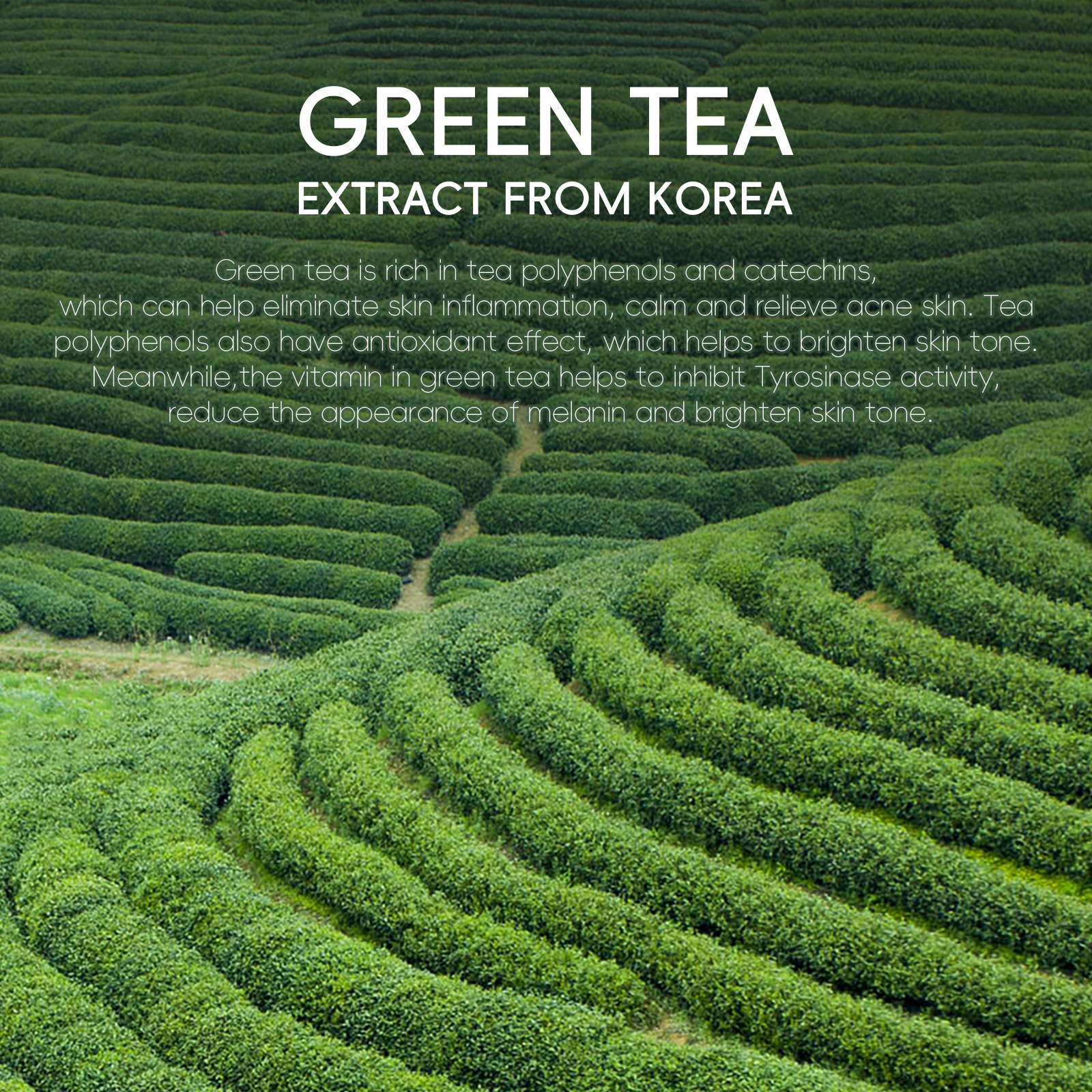 FENYI Green Tea Facial Cleanser 50g Hydrating and Moisturizing Facial Cleanser Cross-border English Cross-border Export Facial Cleanser Specification drawing