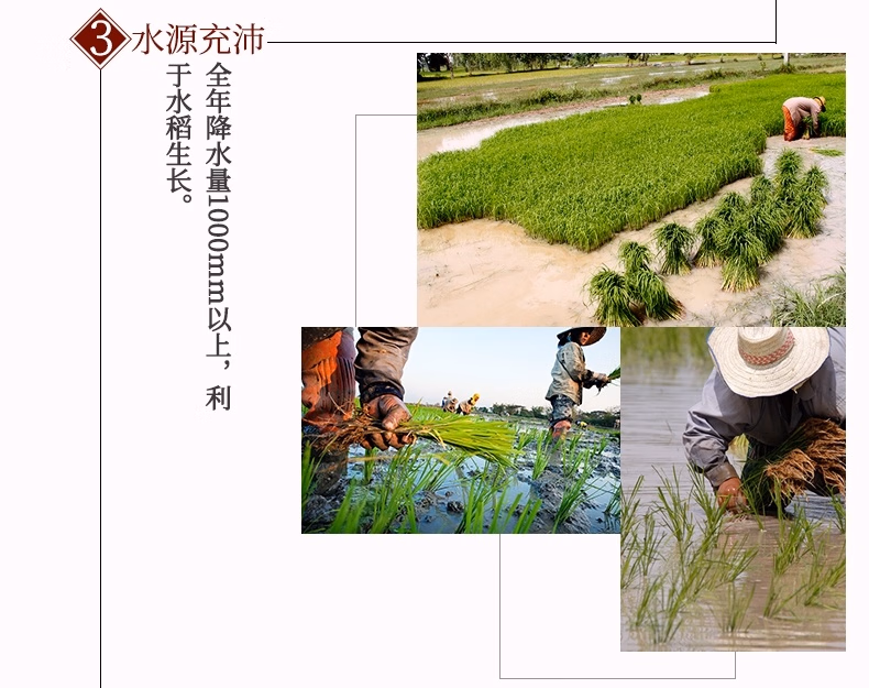 Free shipping! Thai imported Jinyi Thai Jasmine Rice 2kg AMBROSOIL imported snacks and grains pic 8