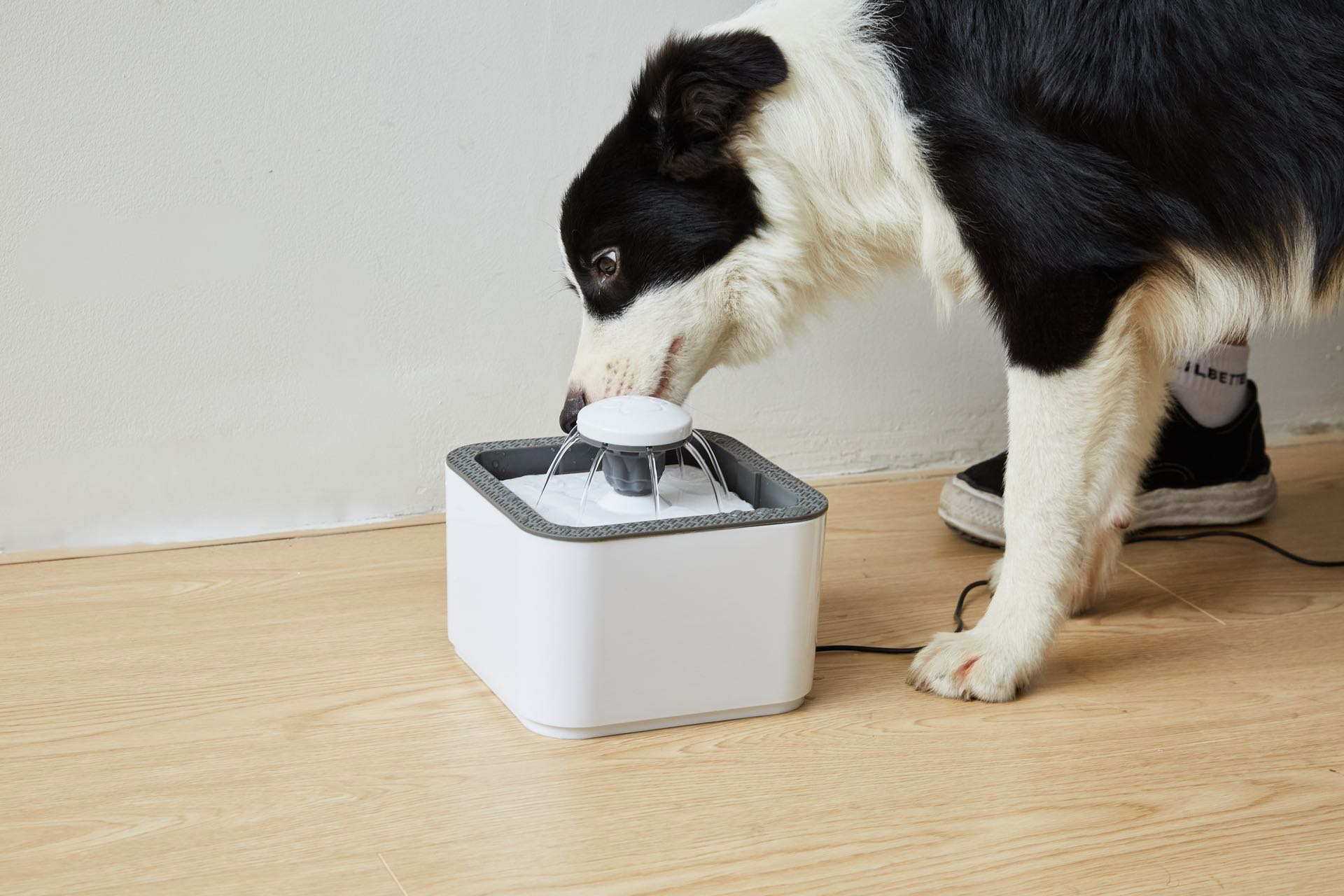 Pet filter water dispenser Application Scenario