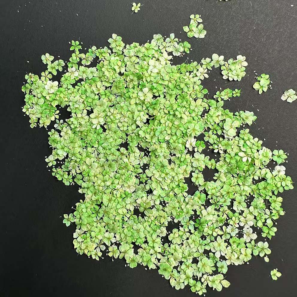 Dried flowers, preserved flowers, pressed flowers, embossed flowers, jade beads, resin, nail art, diy handicrafts, jewelry design, jewelry pendants, branch cards, scented candles, photo frames, handicrafts, Christmas and Easter accessories, asters, rose petals detail image 3