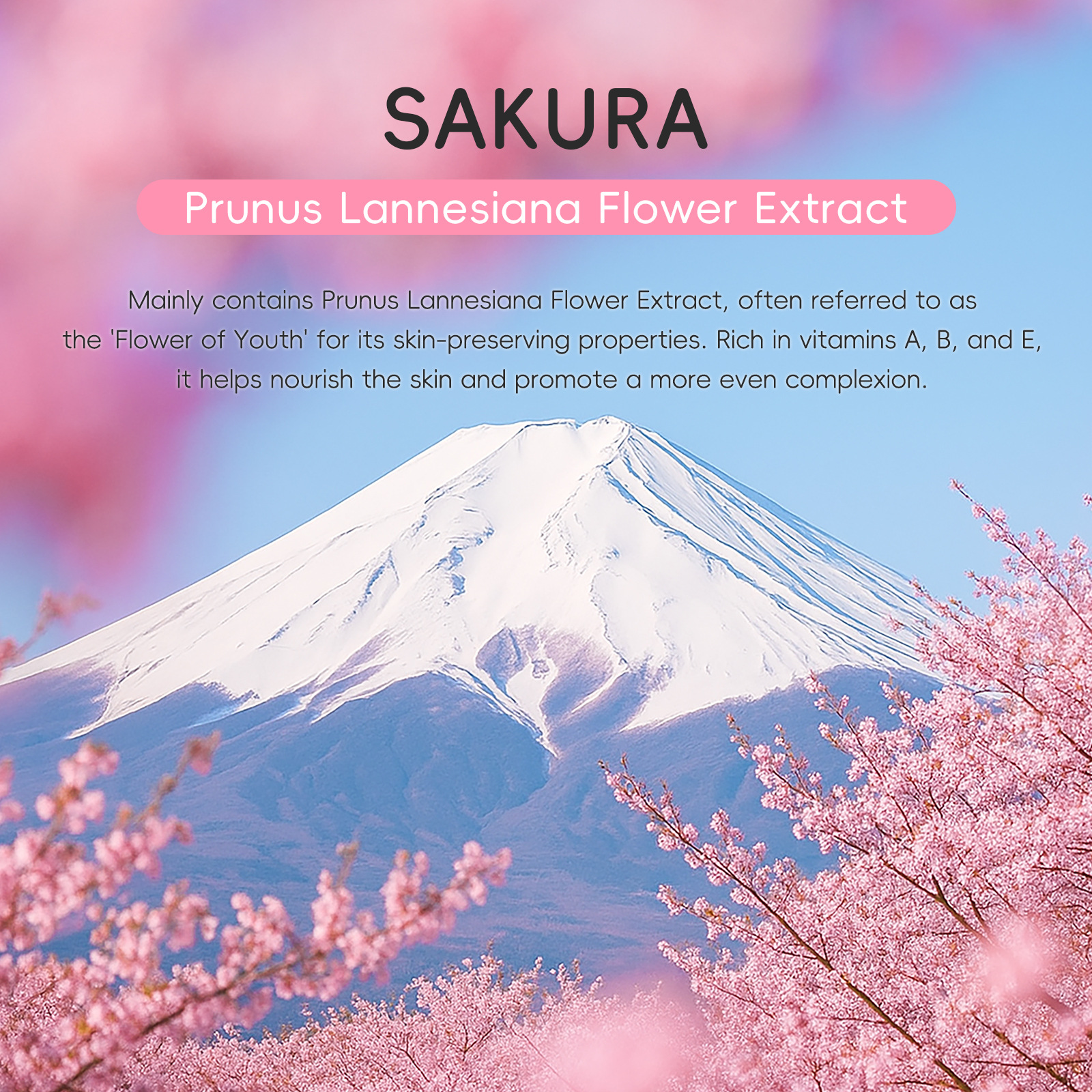 LAIKOU Japanese Sakura 4-Pack 2g Single Pack skincare Set Small Pack Cross-border manufacturer supply Specification drawing