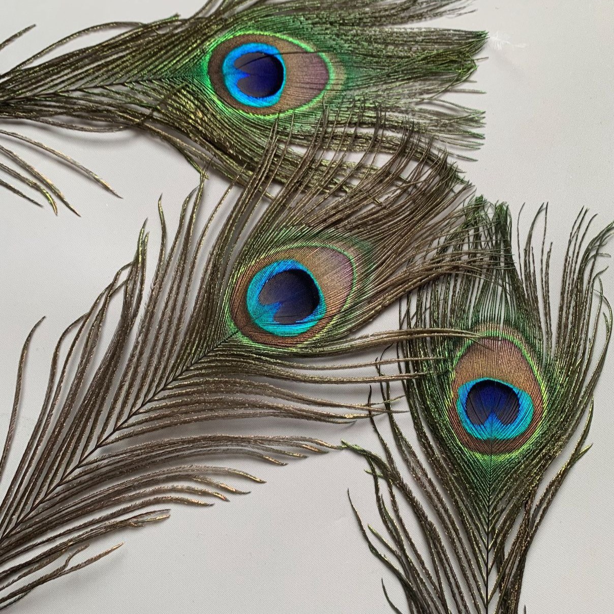 义乌孔雀羽毛大号批发/义乌孔雀羽毛批发/饰品配件羽毛/羽毛/山鸡毛白底实物图