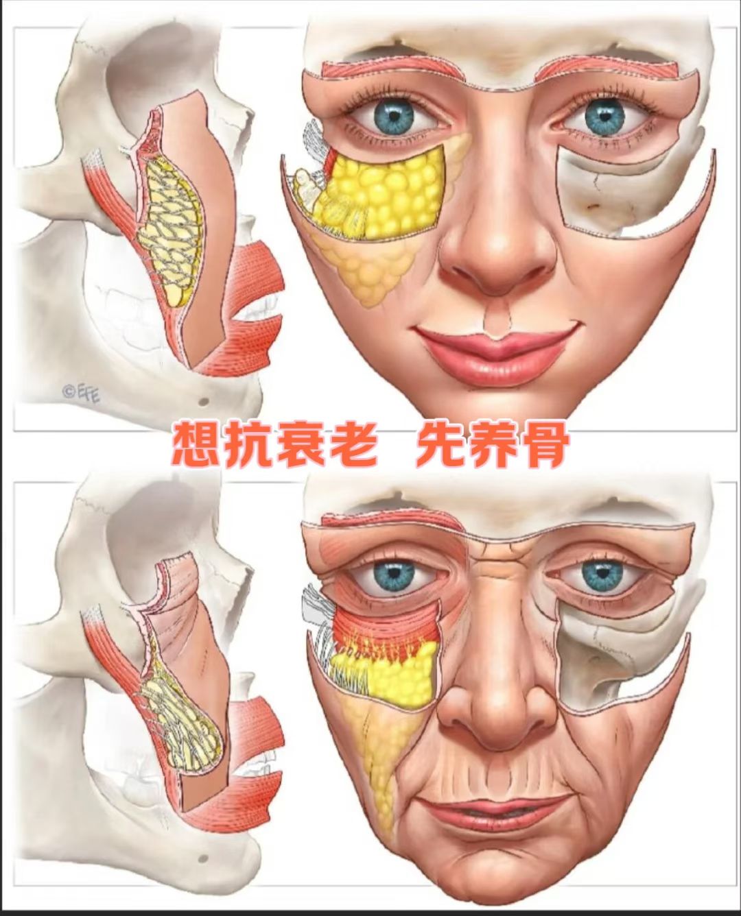 软骨素多重细胞抗衰紧致发光面膜Super beautyface  Mask详情图2