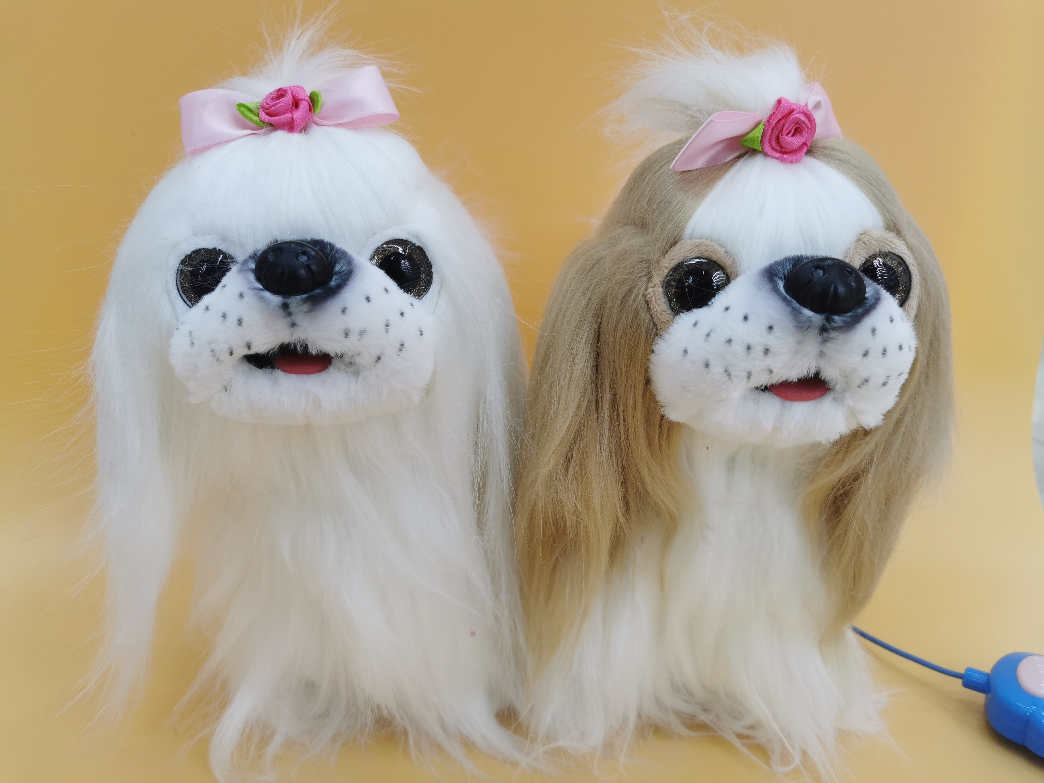 Electric leash Maltese, recording to capture beauty, singing super gently, and acting cute and innocent