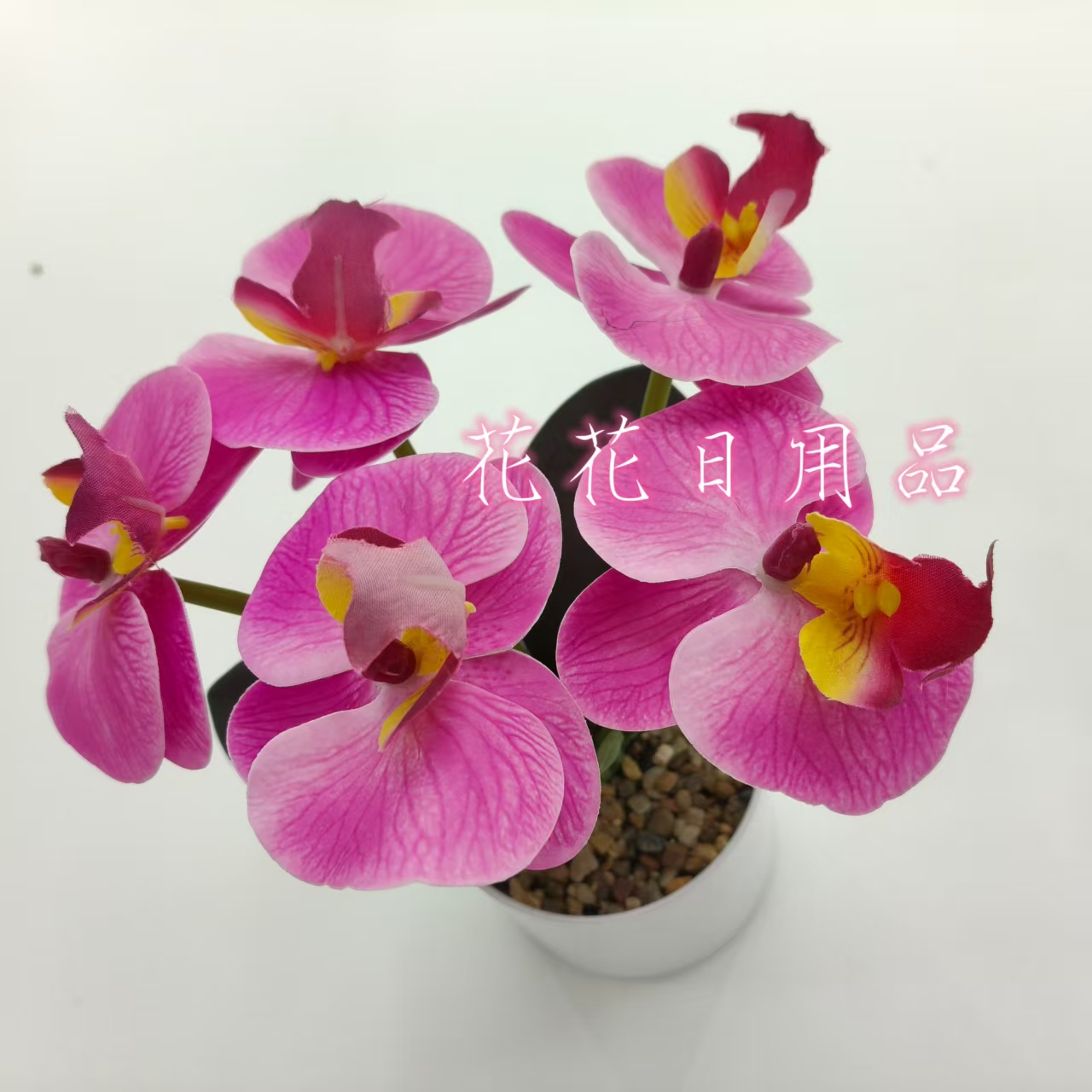 小盆栽/盆栽/盆栽摆件/仿真龟背竹/仿真金桔白底实物图