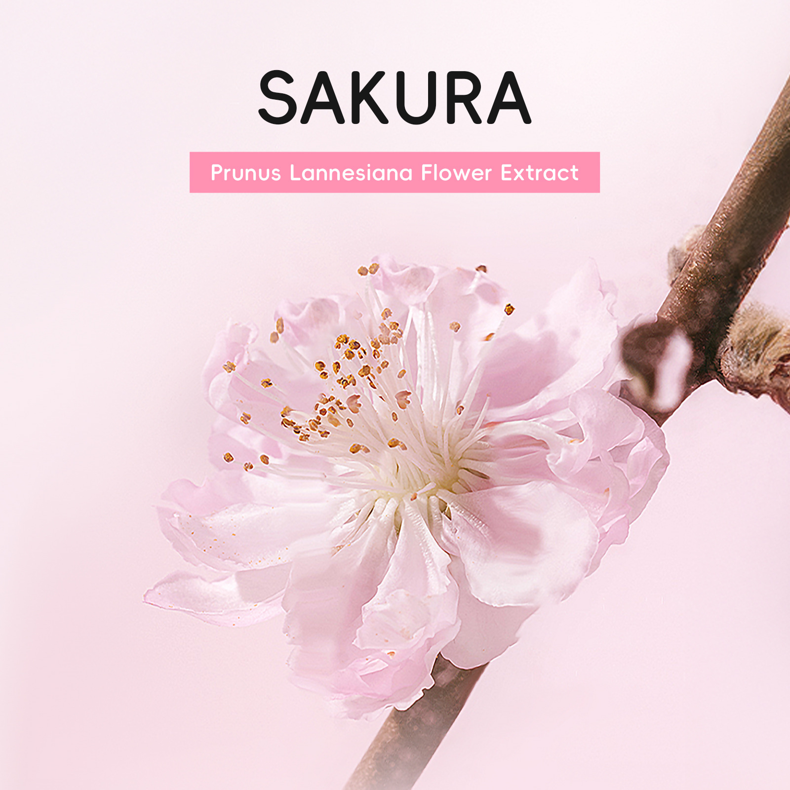 Cross-border LAIKOU Sakura Face Natural Cream 50g Natural Cream Lazy Person Cream Nude Makeup Skin Care Product All in English details Picture