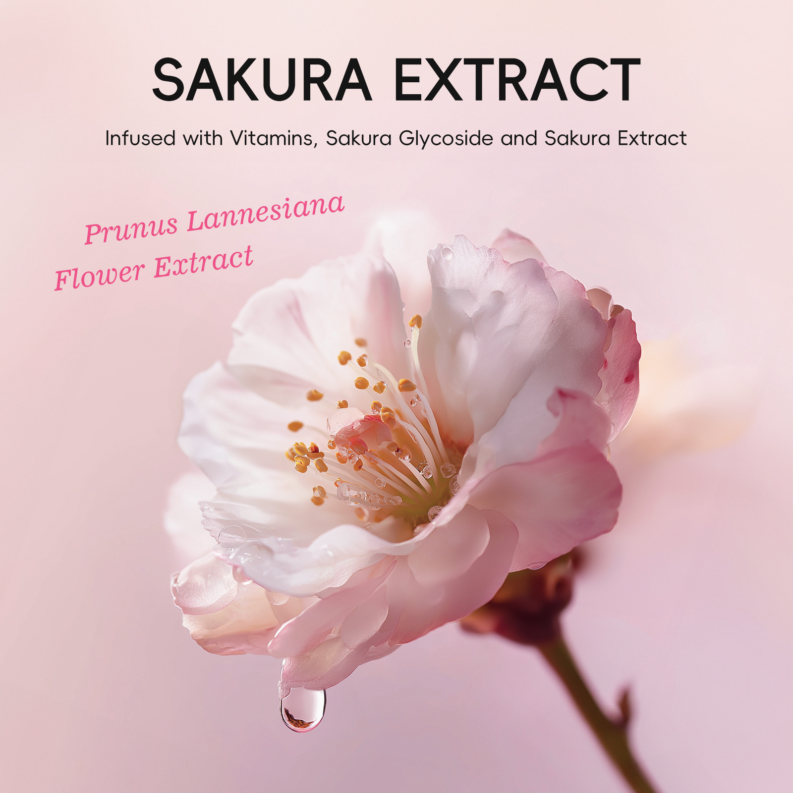Cross-border new product LAIKOU Japanese Cherry Blossom Makeup Remover Cream 100g cleansing Makeup Remover, all-English foreign trade skin care product manufacturer details Picture