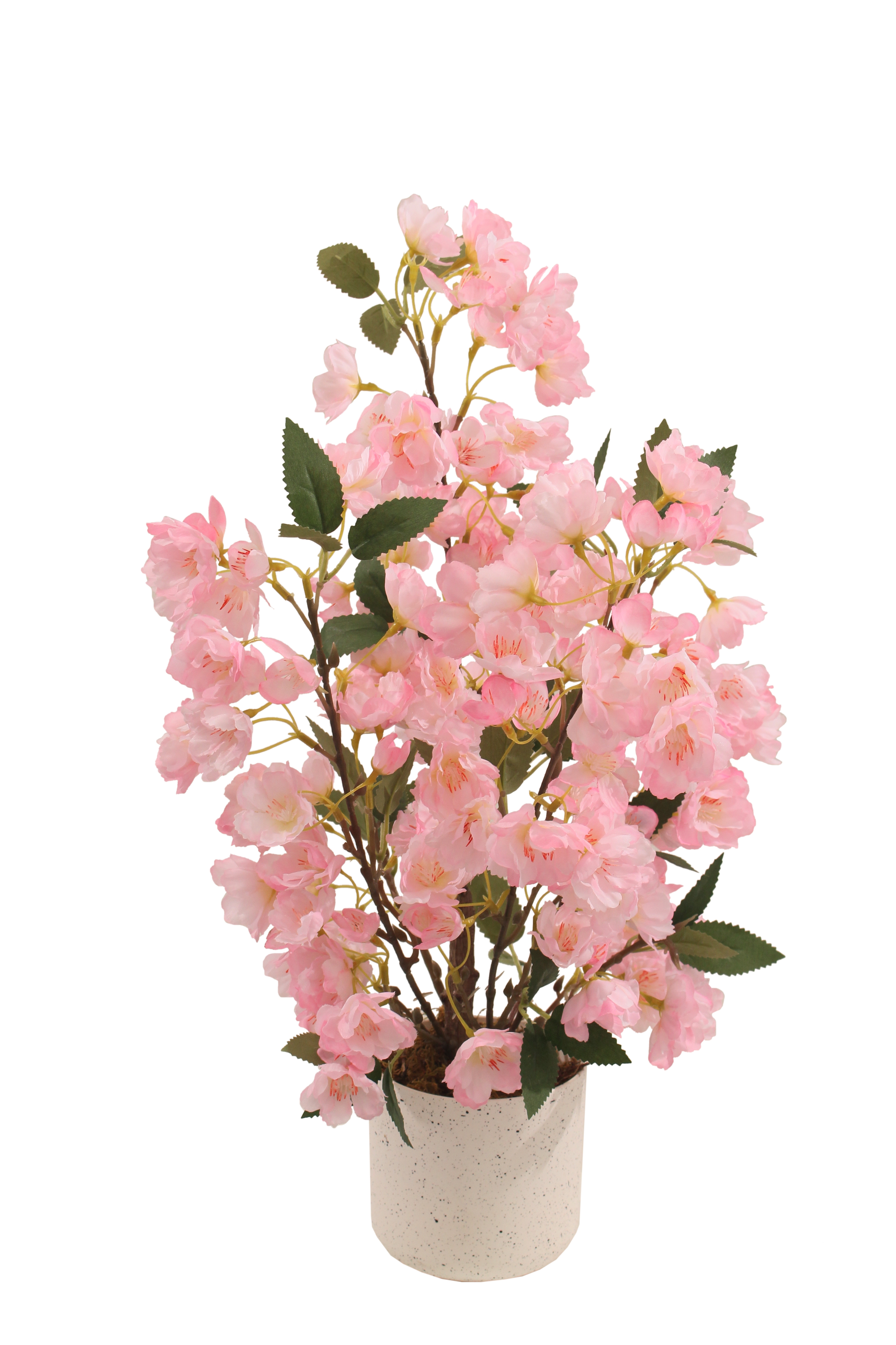 樱花春天花园桌面植物