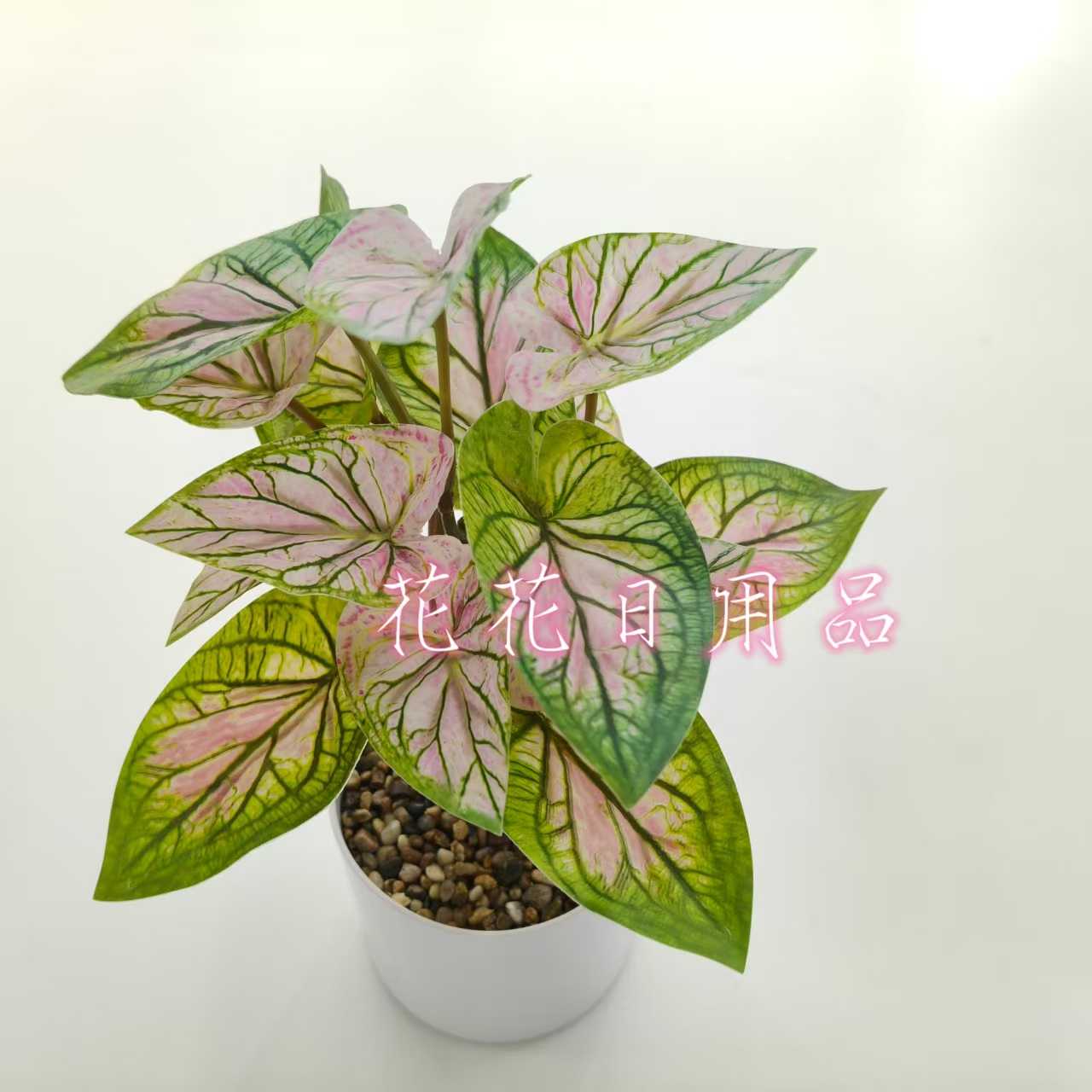 小盆栽/盆栽/盆栽摆件/仿真龟背竹/仿真金桔白底实物图