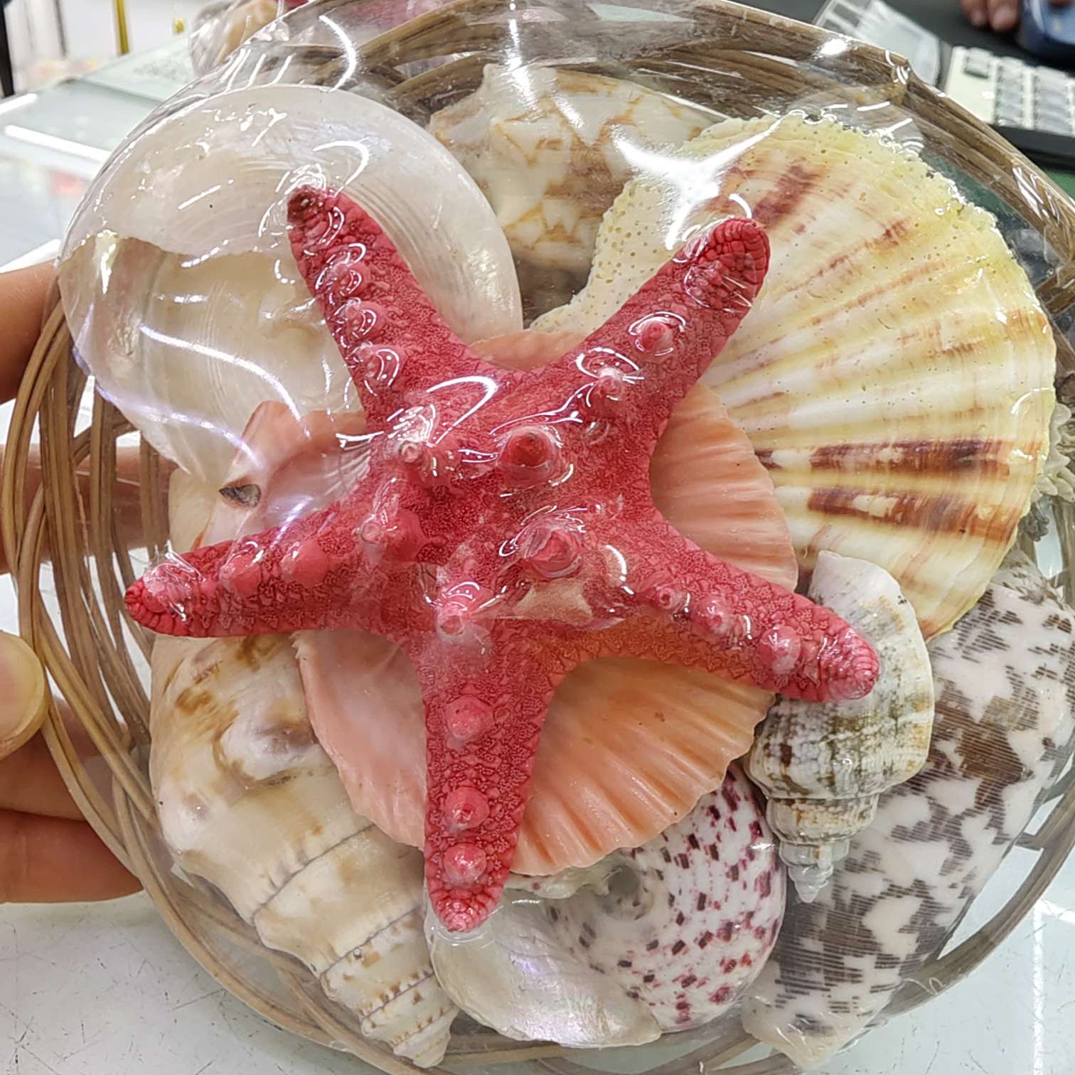 研学海螺贝壳篮子海星鱼缸造景装饰摆件，贝壳批发工艺品材料配件细节图