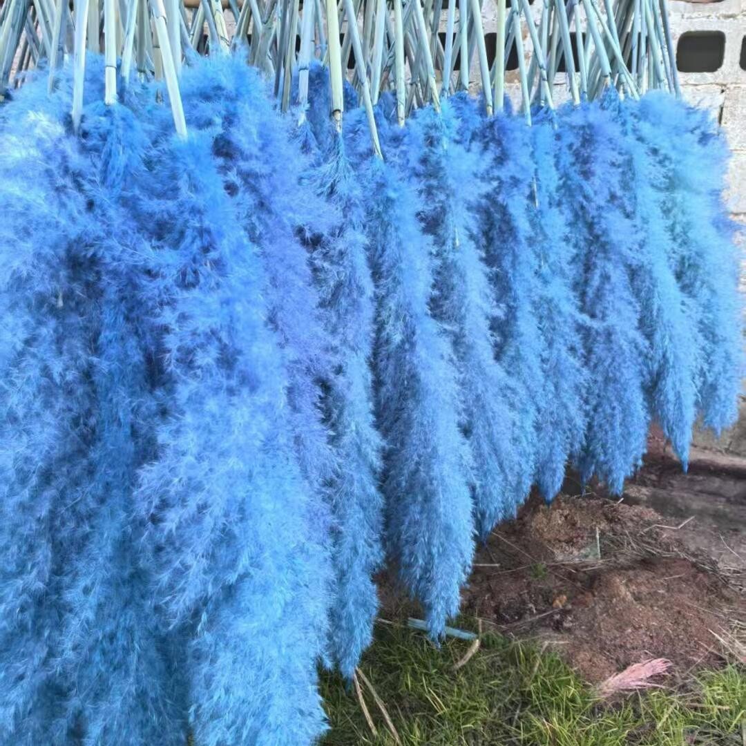 natural reed dried grass flower bouquet floor internet celebrity pampas grass big spike ins wind entry luxury home decoration living room furnishings Application Scenario