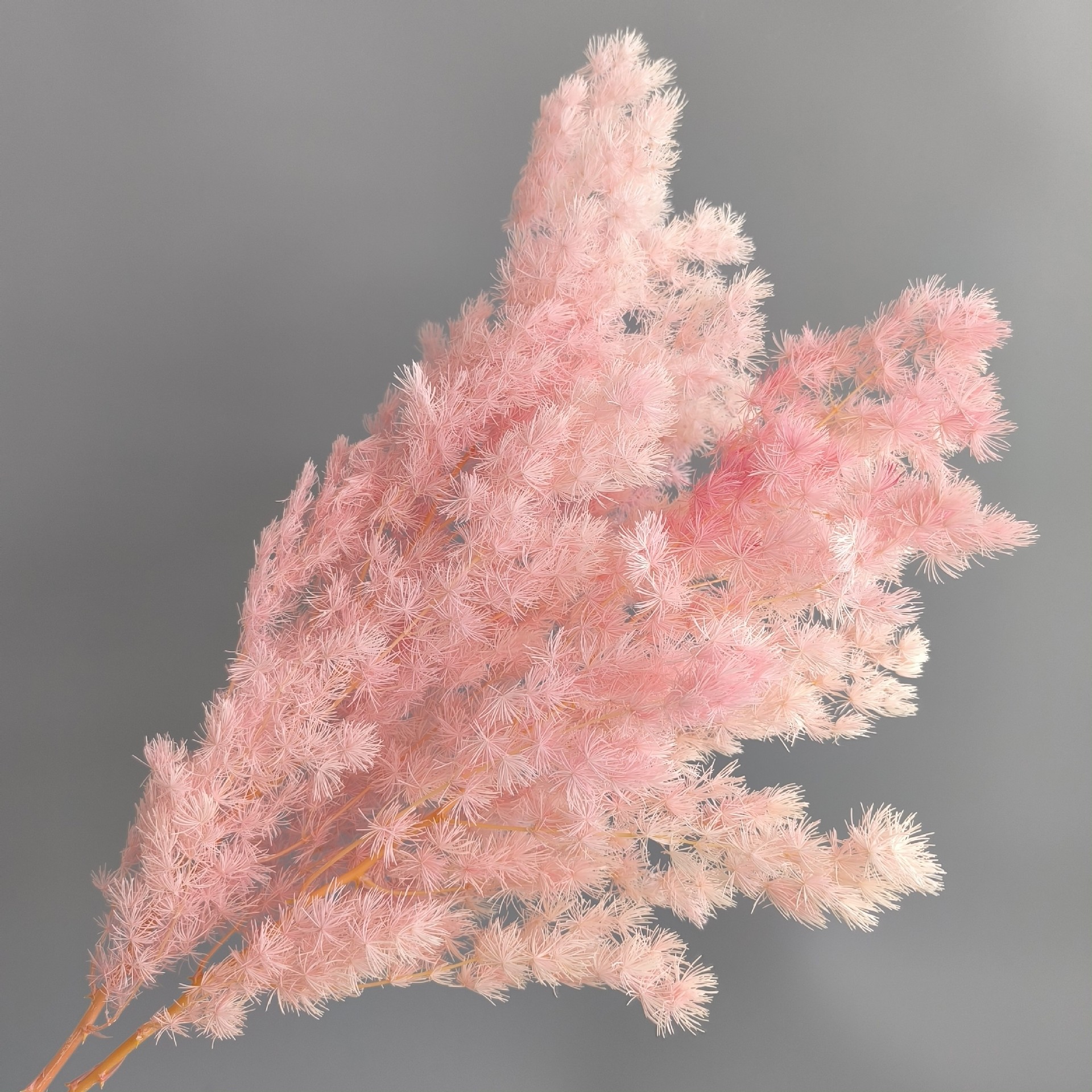 preserved fresh flower penglai song dried flowers bouquet real flower diy accessories wedding celebration decoration soft decoration cross-border supply factory wholesale full figure