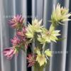 artificial flower bridal flower wedding flower arrangement bride flower fake flower niche wedding flower jardin monet flower arrangement foreign trade Item Picture