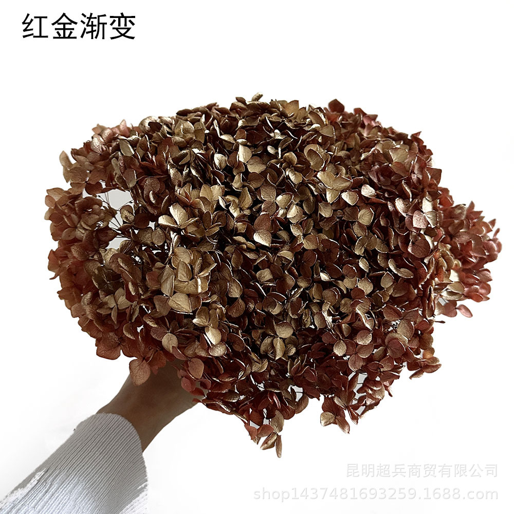 [preserved fresh flower hydrangea] anna gradient color lobular hydrangea flowers wholesale diy flowers flower box accessories Specification drawing