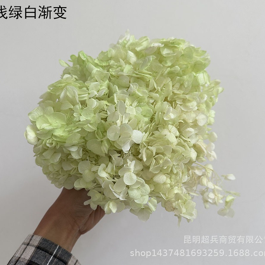 [preserved fresh flower hydrangea] anna gradient color lobular hydrangea flowers wholesale diy flowers flower box accessories details Picture