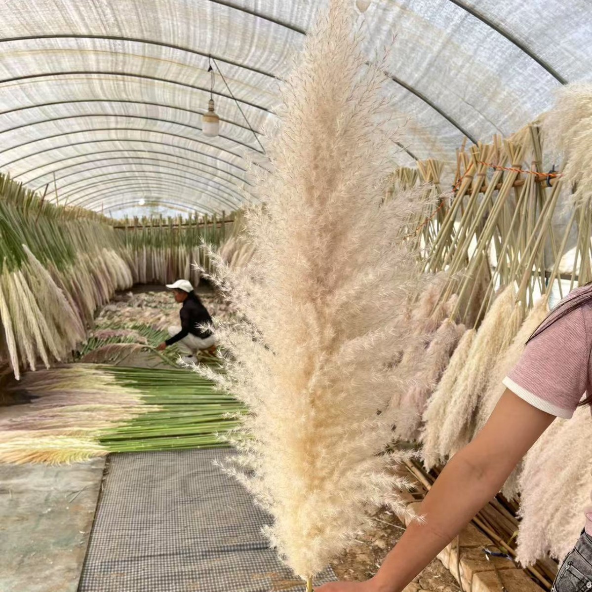 natural reed dried grass flower bouquet floor internet celebrity pampas grass big spike ins wind entry luxury home decoration living room furnishings Item Picture